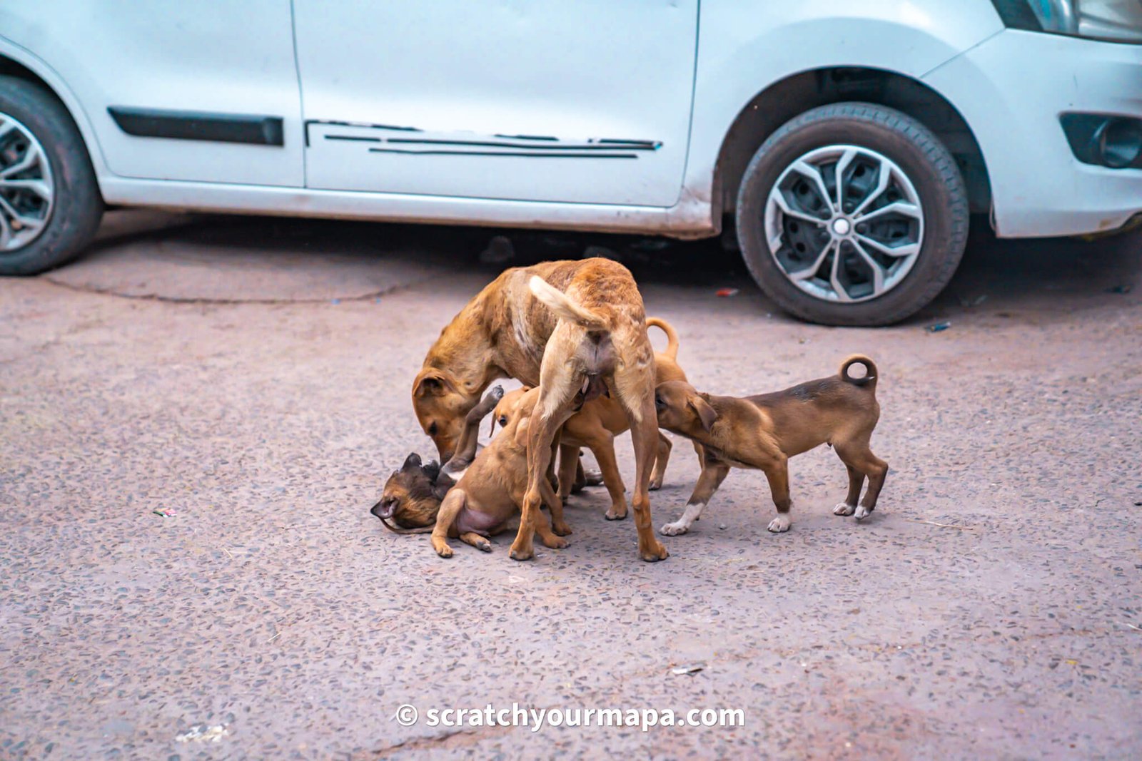 dogs in Jodhpur, the blue city in India