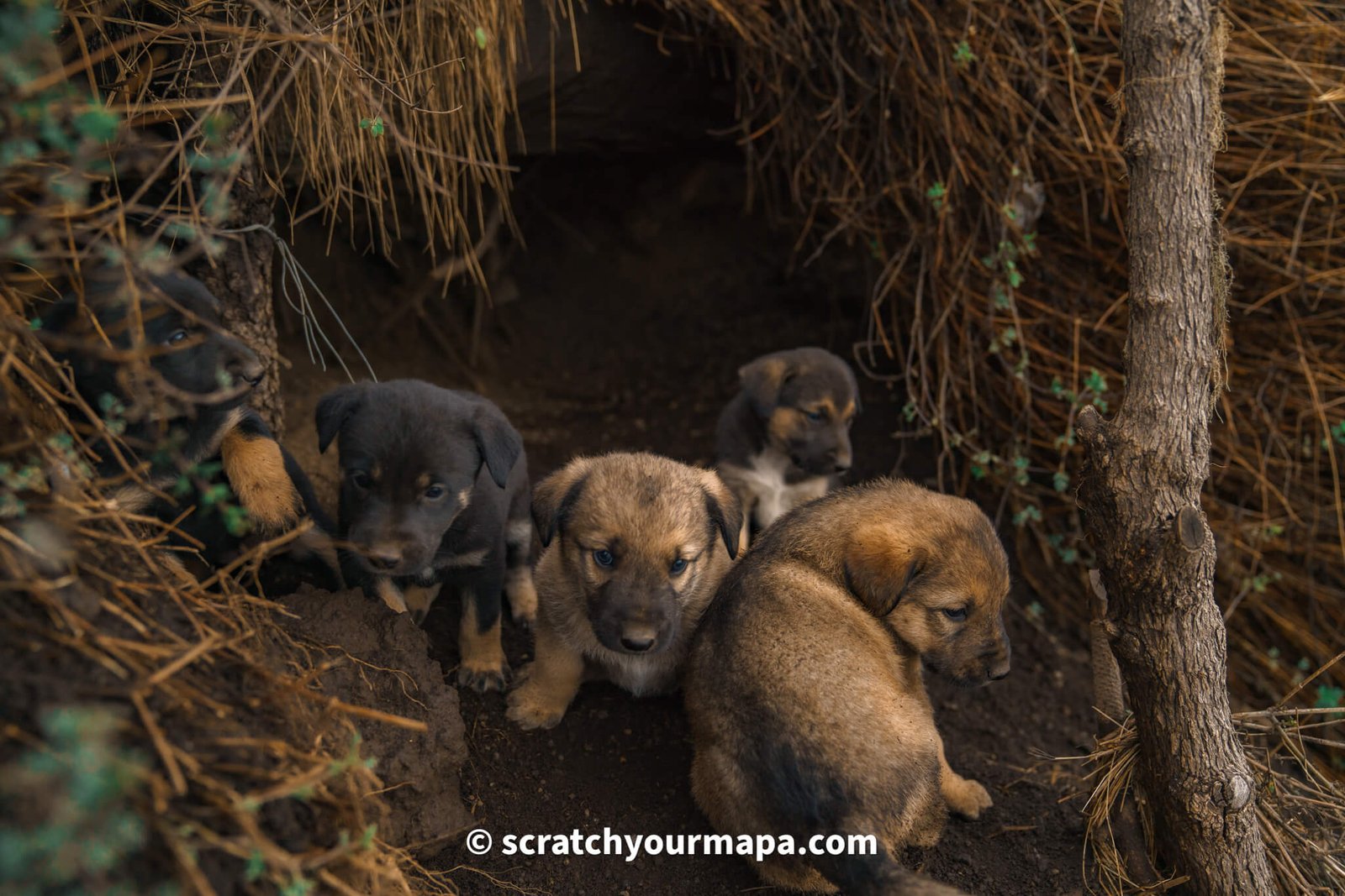 puppies at Acatenango volcano base camp 