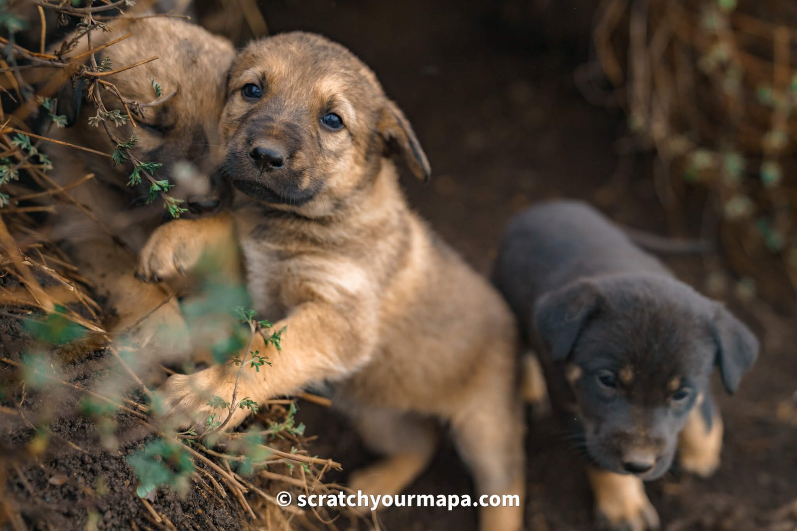 puppies at Acatenango volcano base camp 