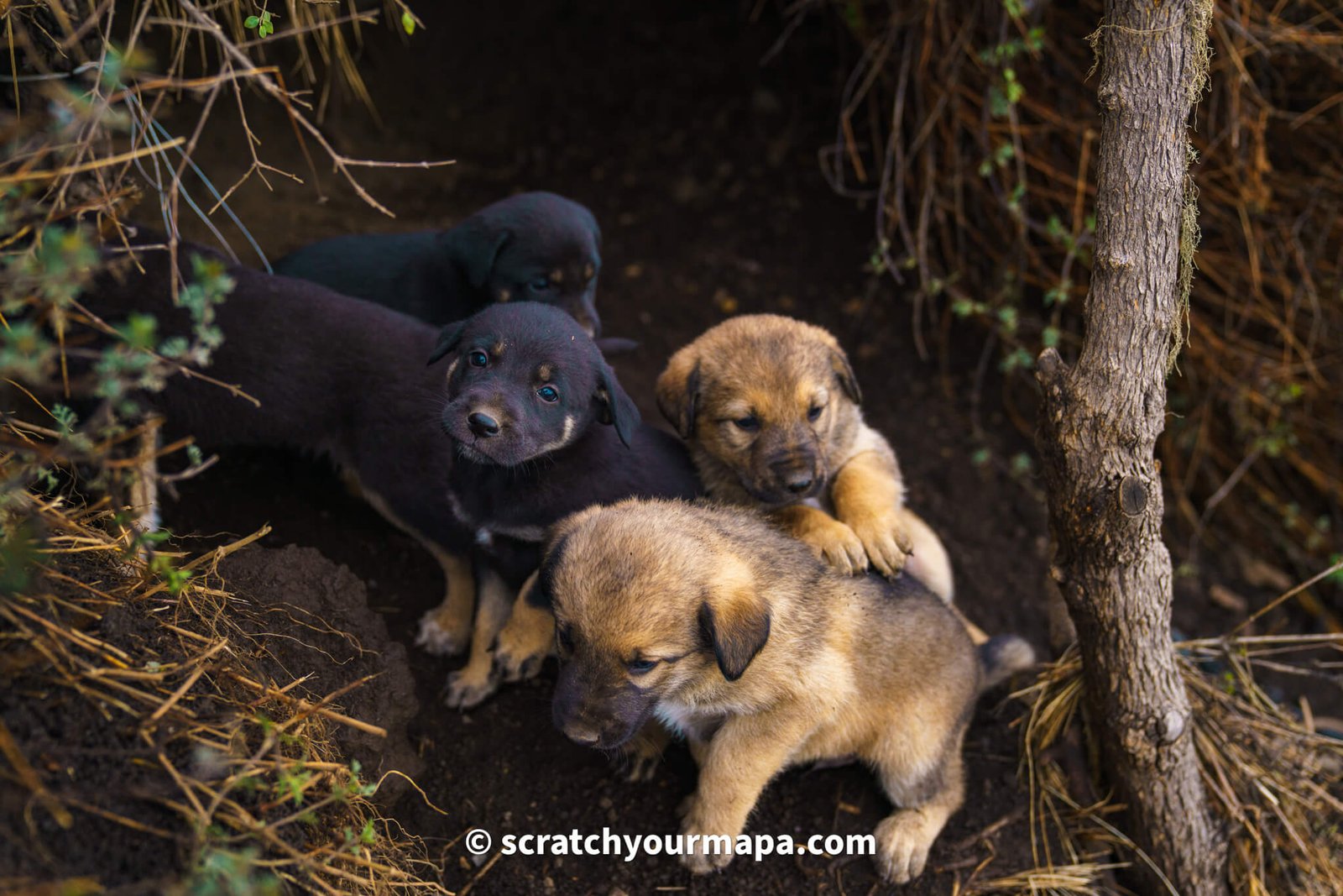 puppies at Acatenango volcano base camp 