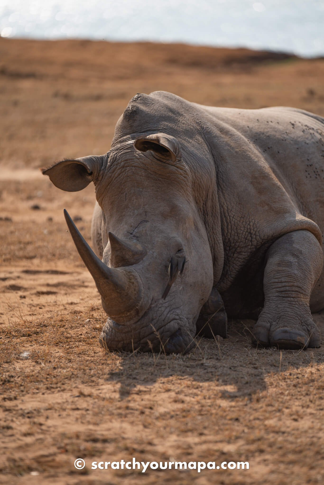 things to do in Eswatini - safari experiences