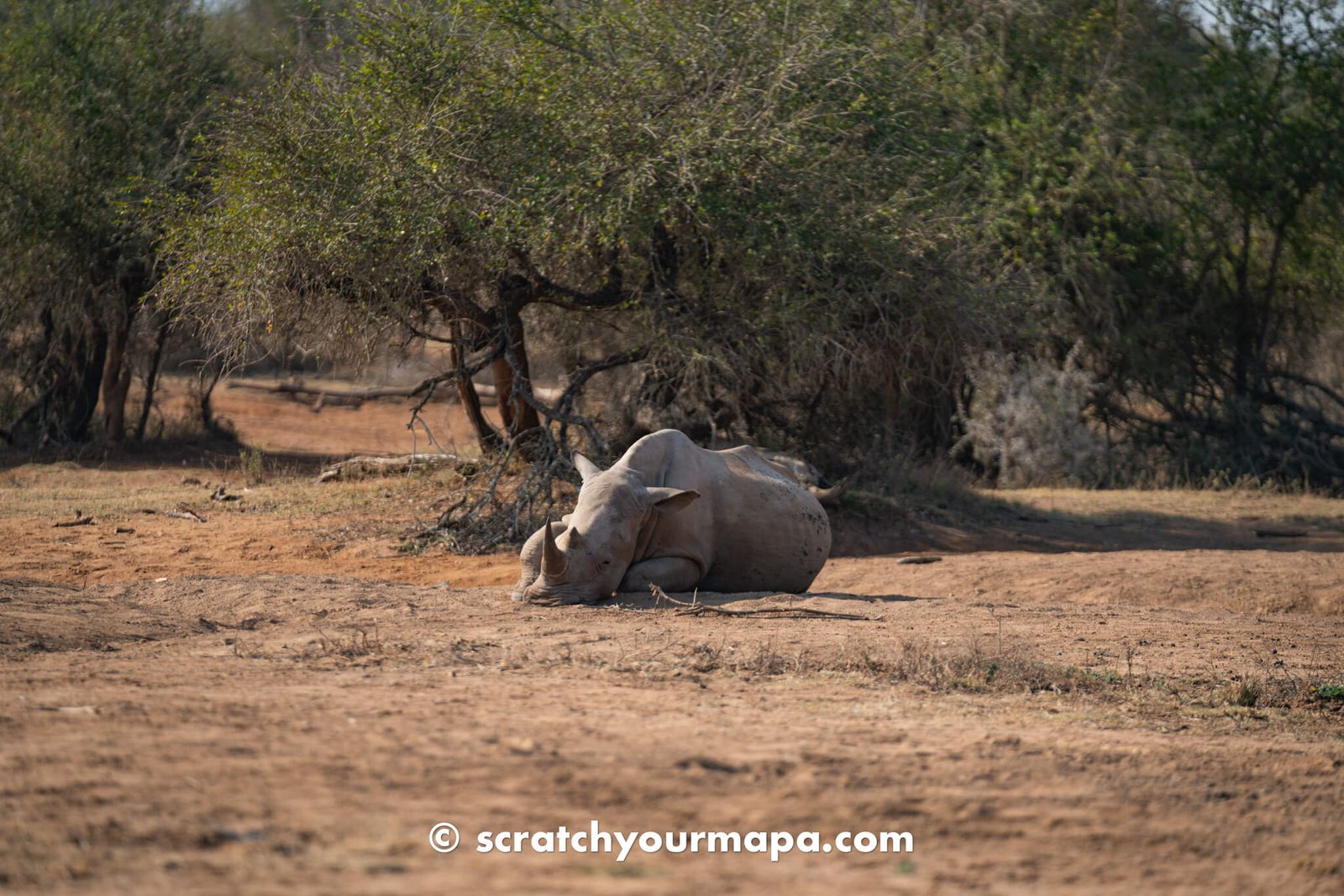 rhinos at Hlane Royal National Park in Eswatini