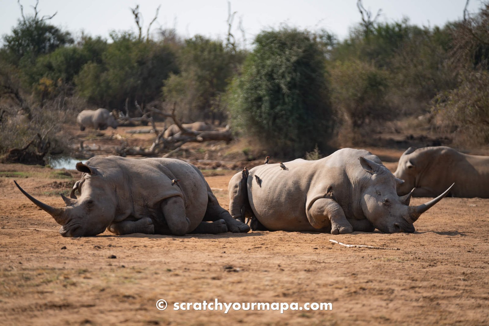 rhinos at Hlane Royal National Park in Eswatini