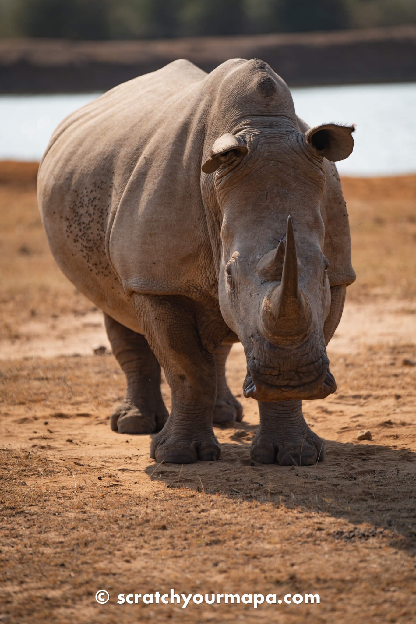 Mkhaya Game Reserve - the best game reserves in Eswatini