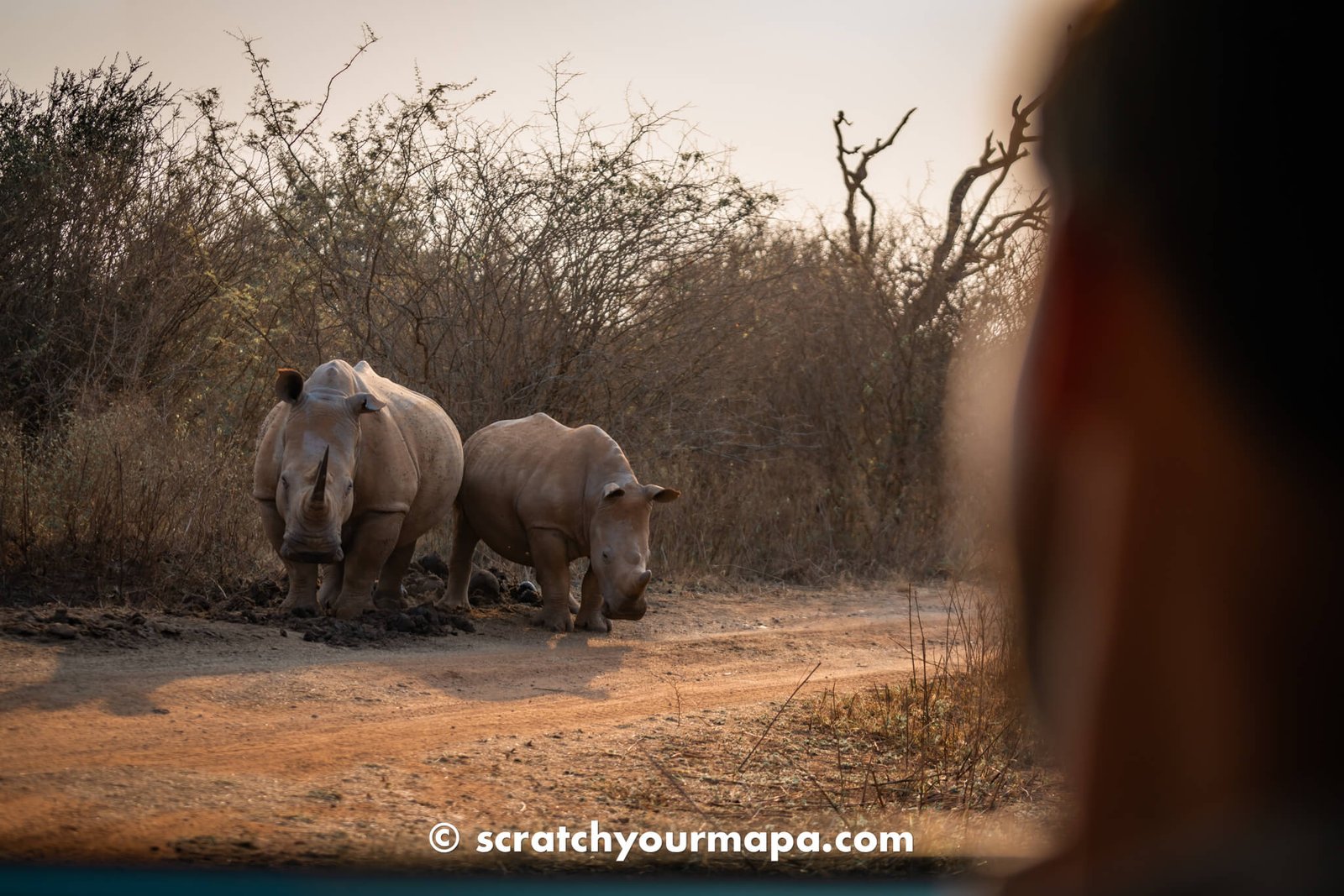 Hlane Royal National Park - the best game reserves in Eswatini