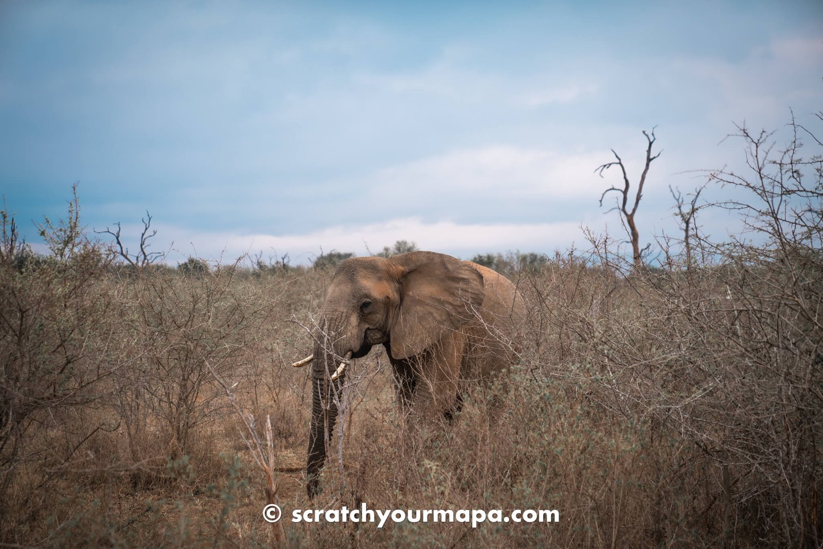 things to do in Eswatini - safari experiences
