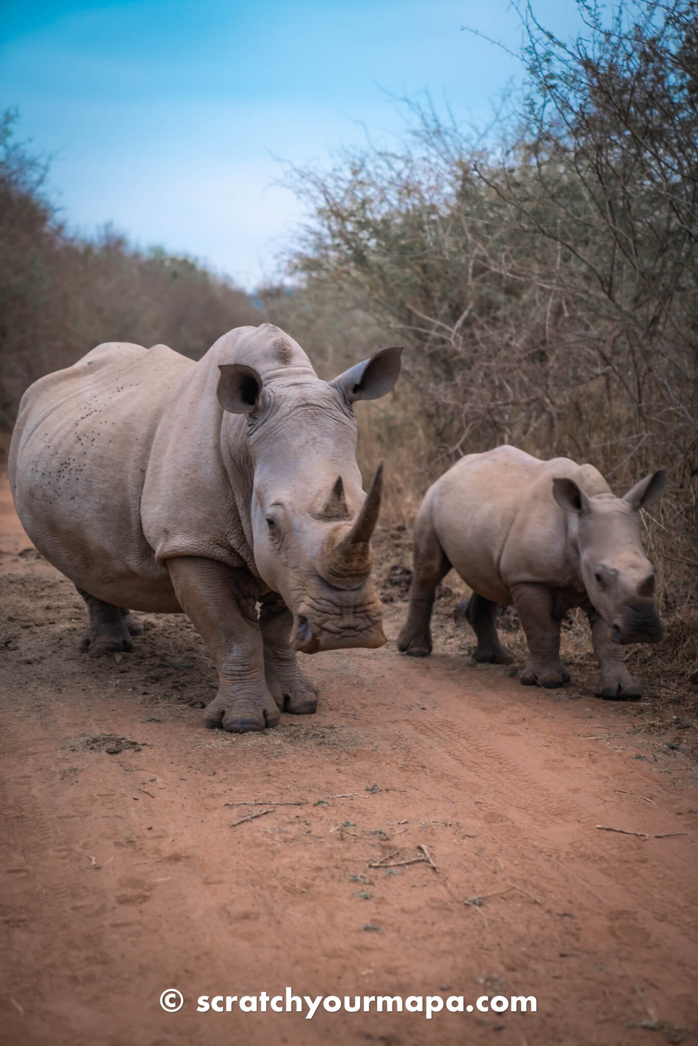 Eswatini Rhino Walking Safari