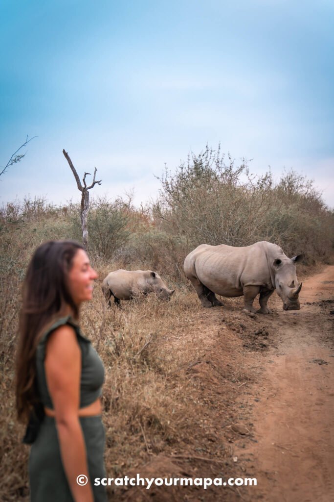rhino safari in Eswatini (travel alternatives)