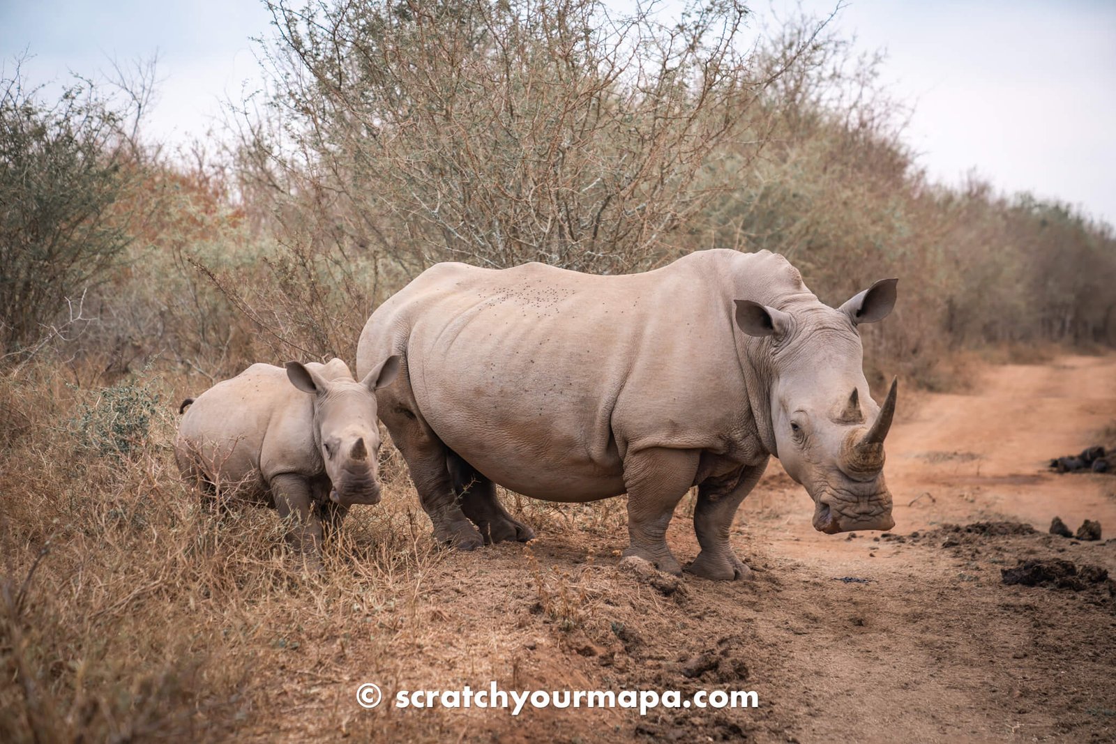 Eswatini Rhino Walking Safari