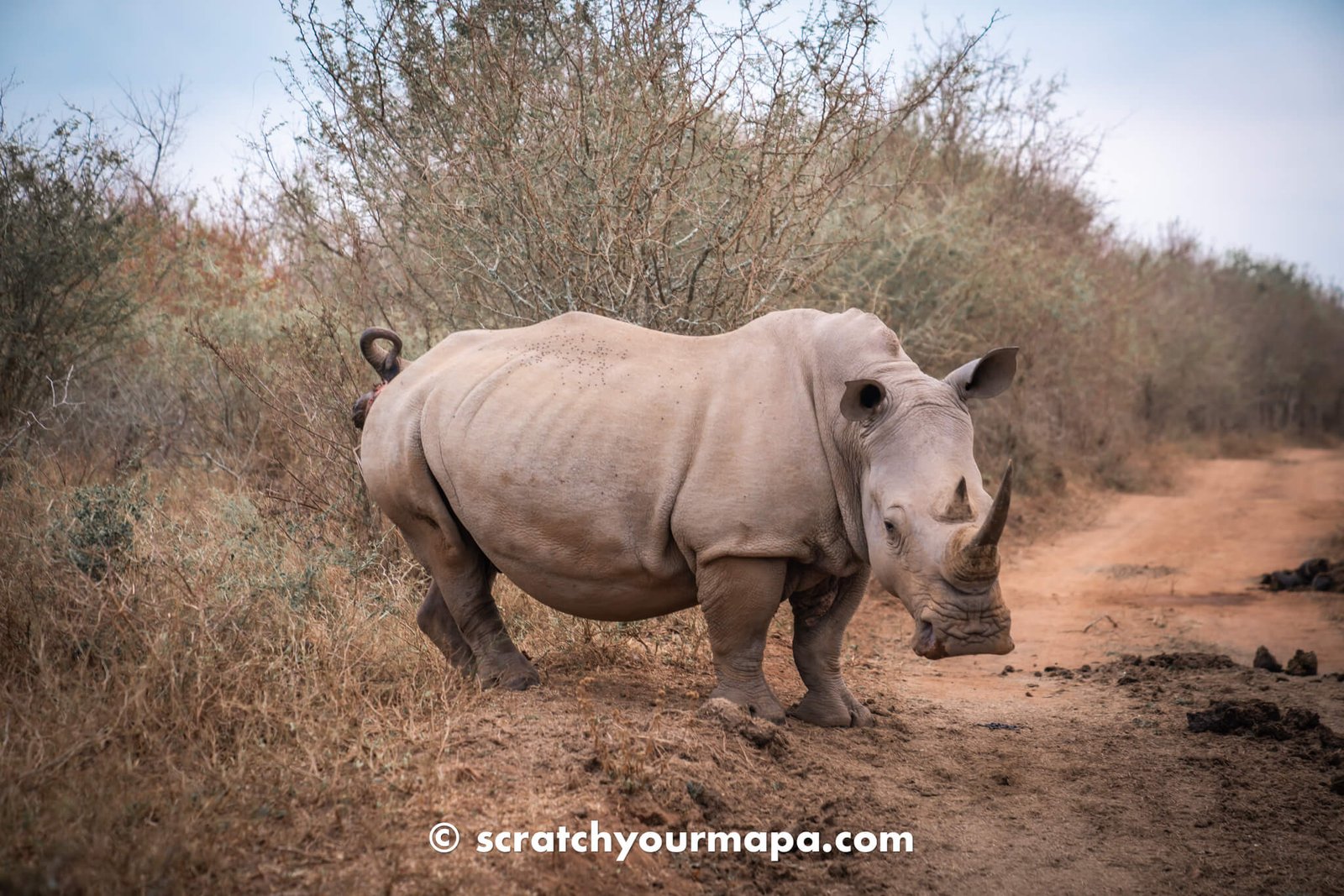 Hlane Royal National Park - the best game reserves in Eswatini