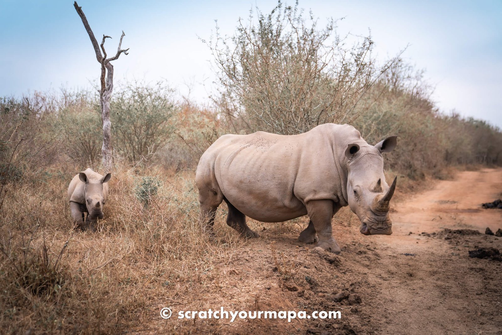 Eswatini Rhino Walking Safari