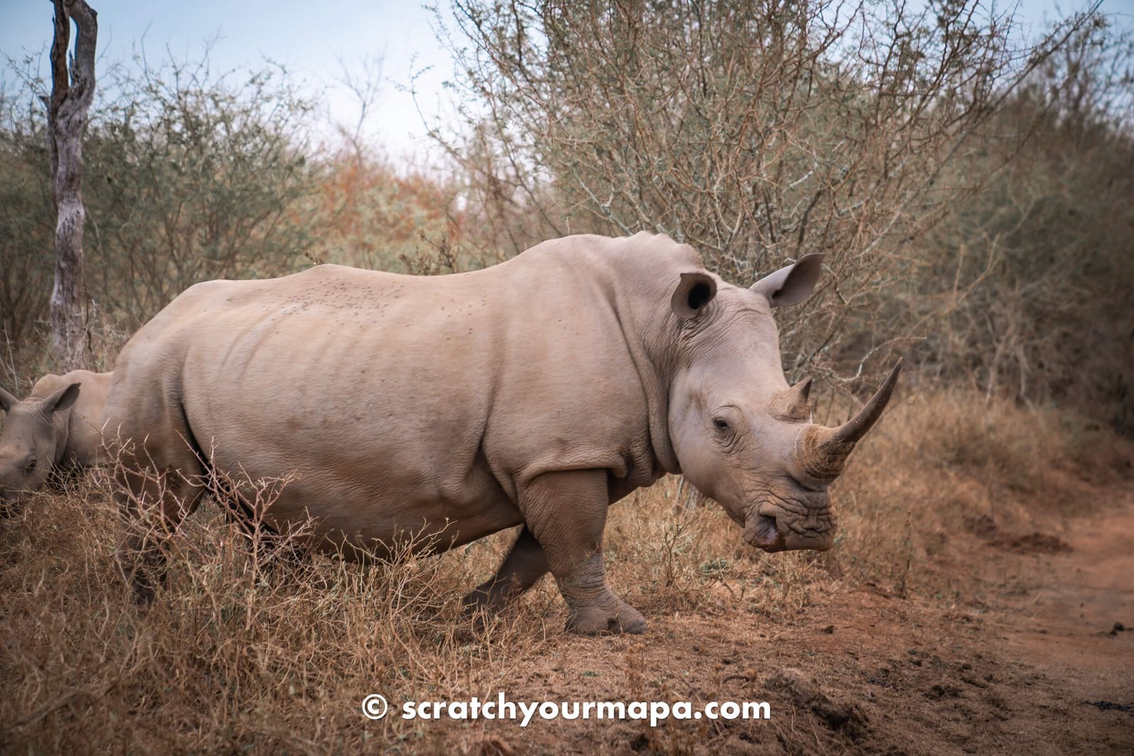 Eswatini Rhino Walking Safari