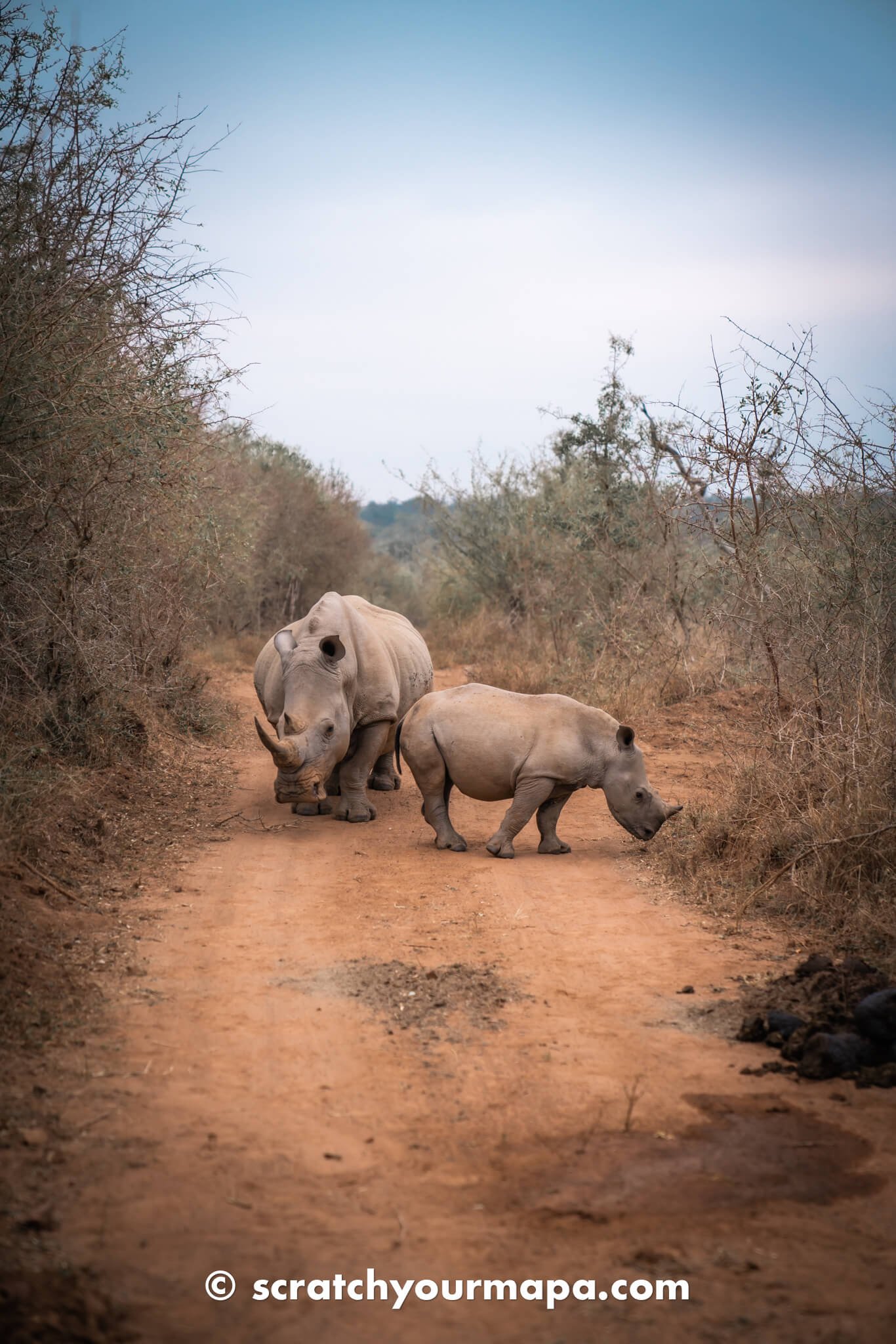 Eswatini Rhino Walking Safari