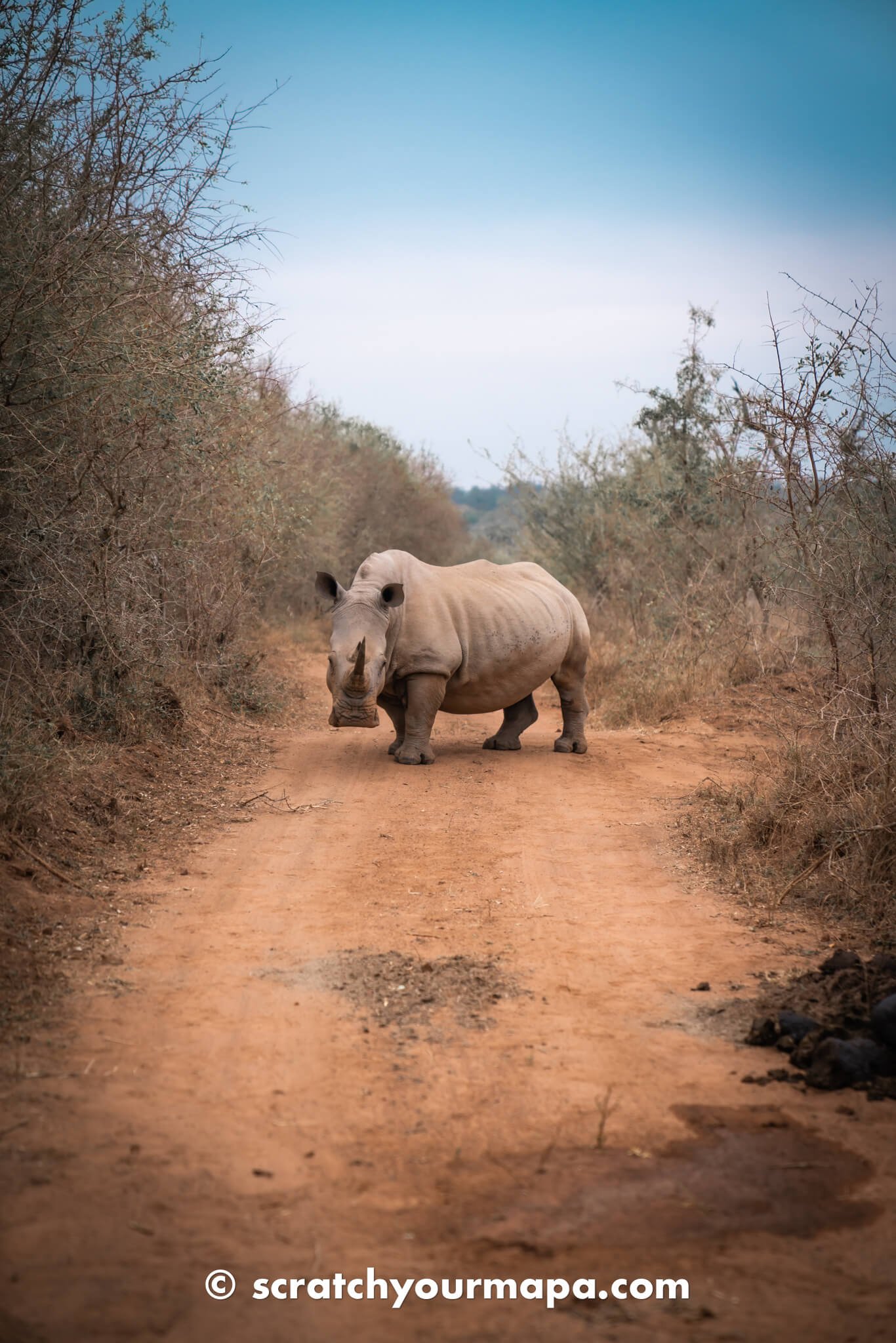 Rhino safari - Eswatini travel guide