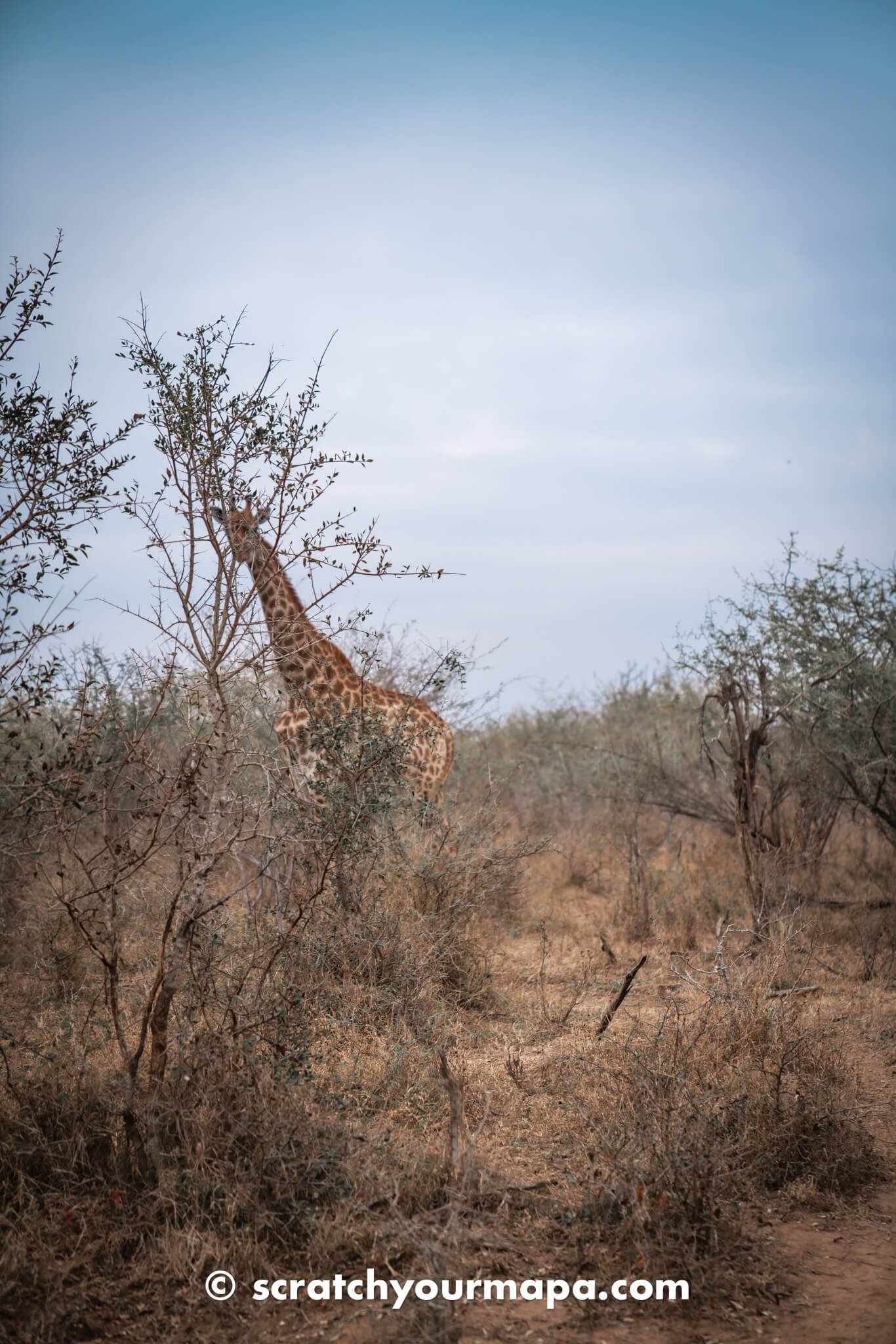 Eswatini safari - giraffe