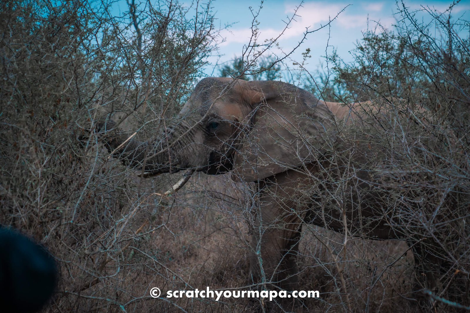 elephant on a safari - Eswatini travel guide