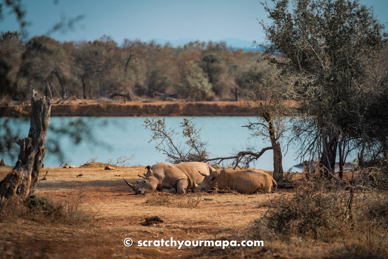 rhinos at Hlane Royal National Park in Eswatini