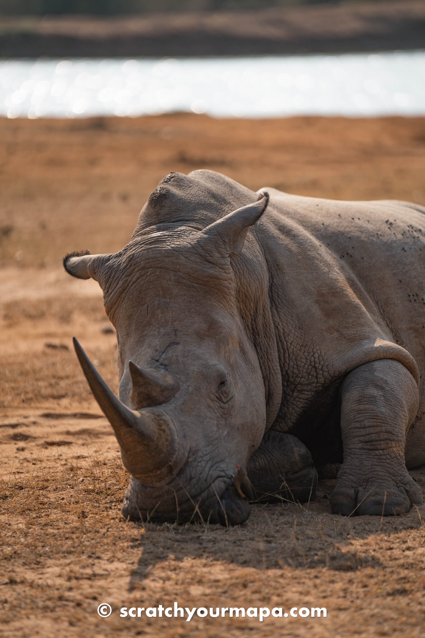 rhinos at Hlane Royal National Park in Eswatini