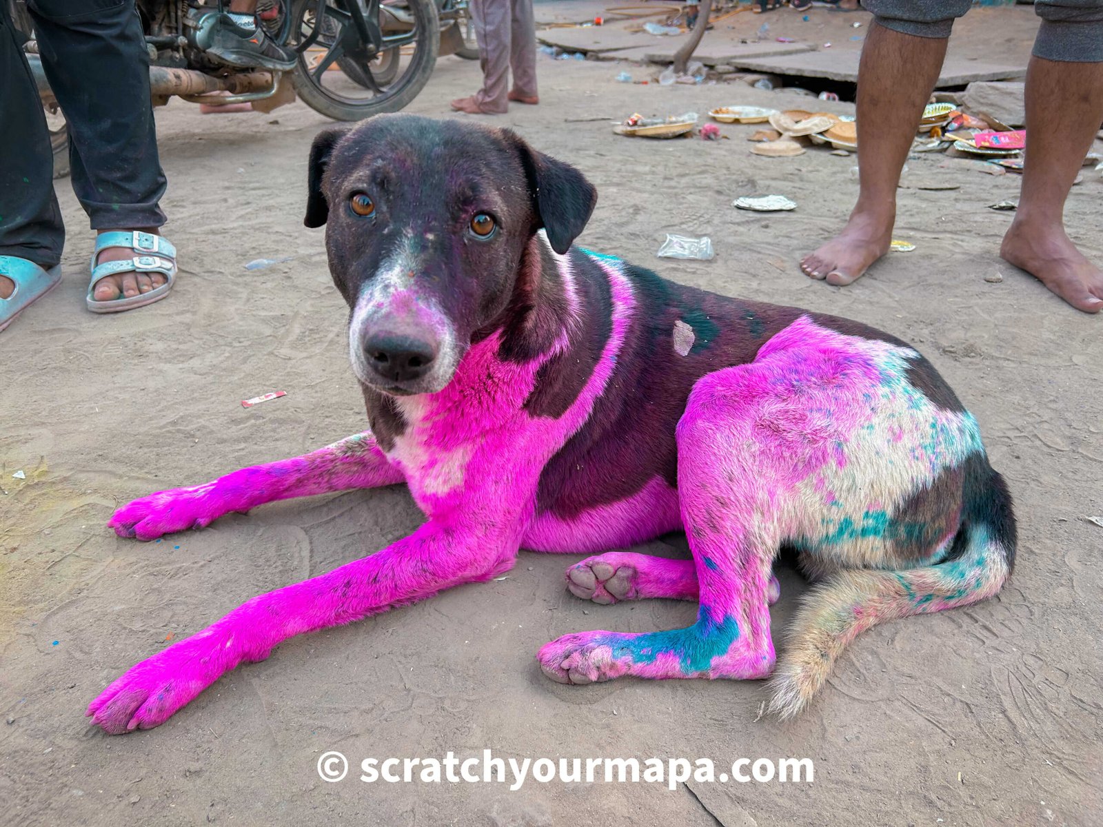 painted dog in India, Essential Things to Know Before Traveling to India