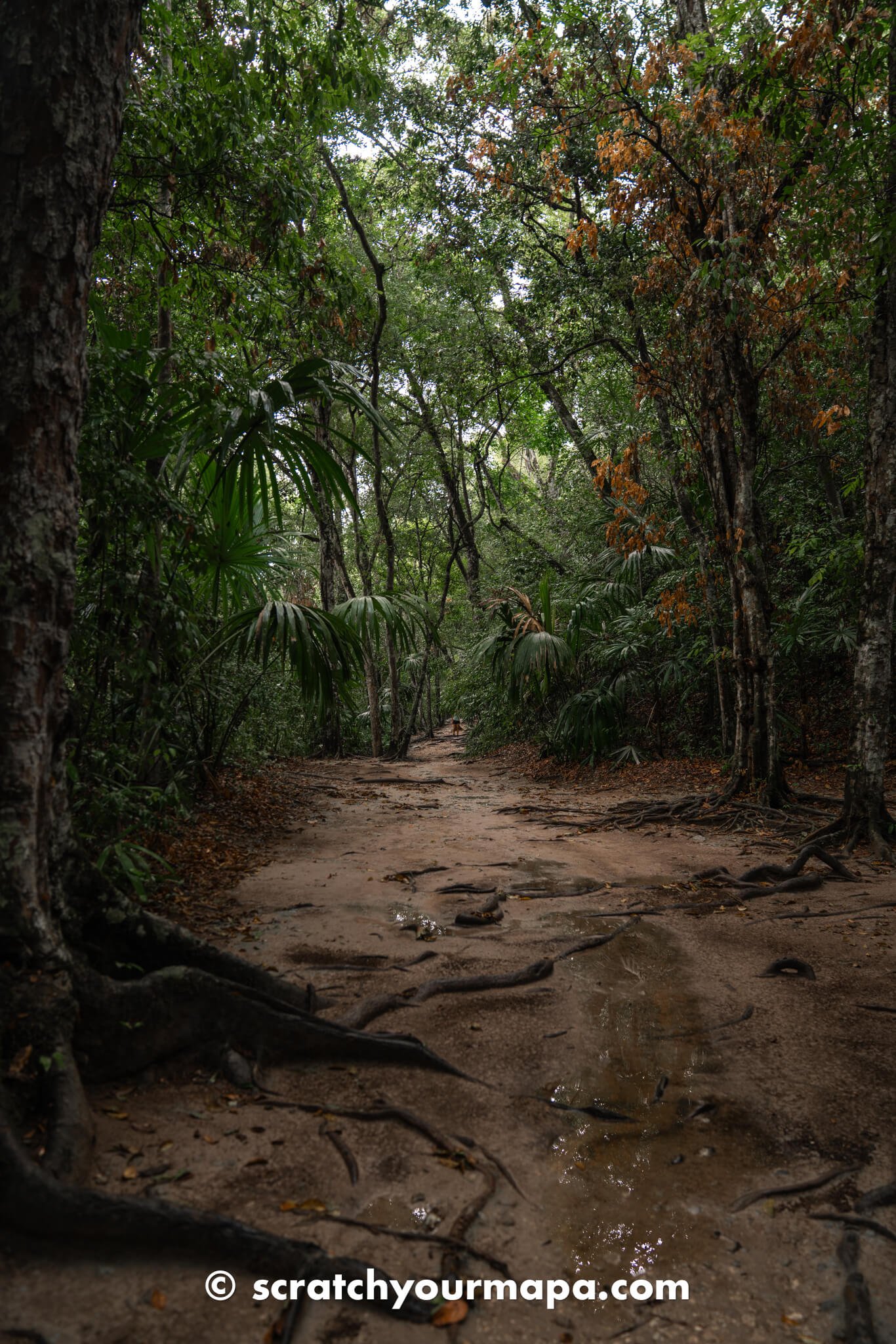 what to know before visiting Tikal Guatemala