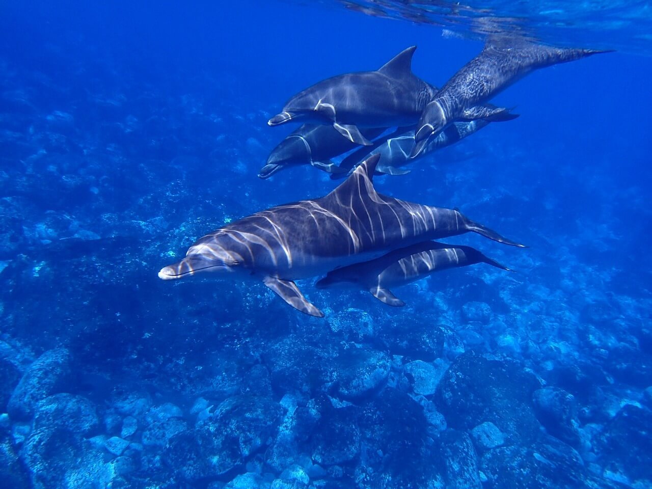 swimming with dolphins in Egypt