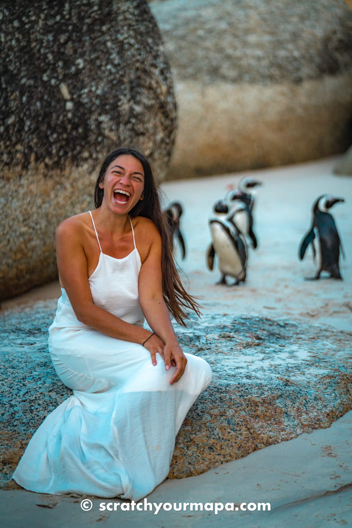 penguin beach in Cape Town, South Africa