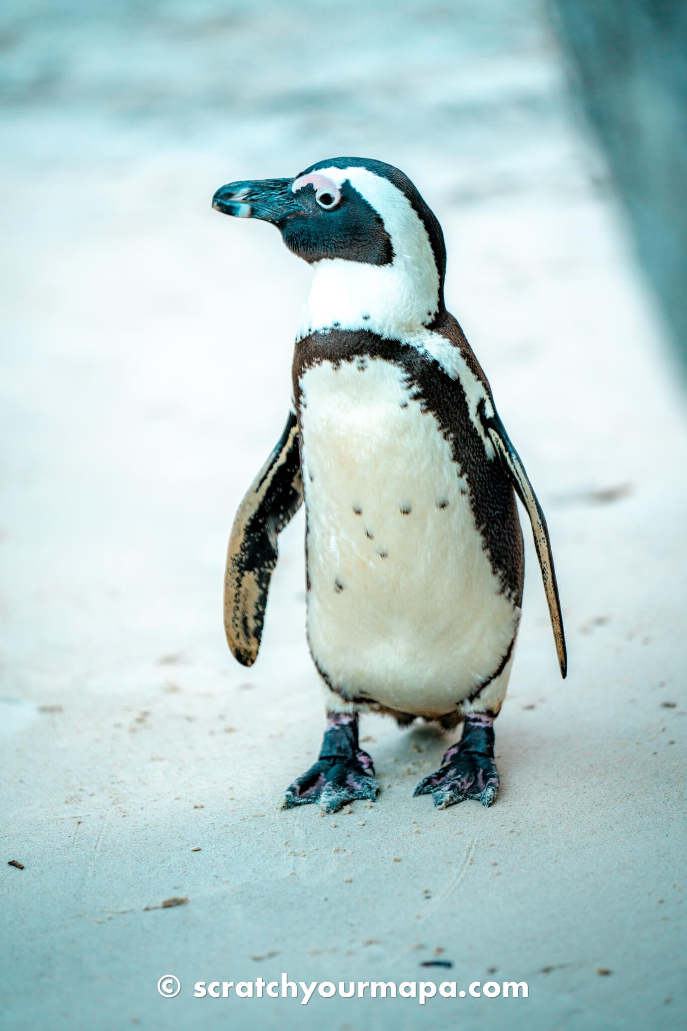 penguin beach in Cape Town