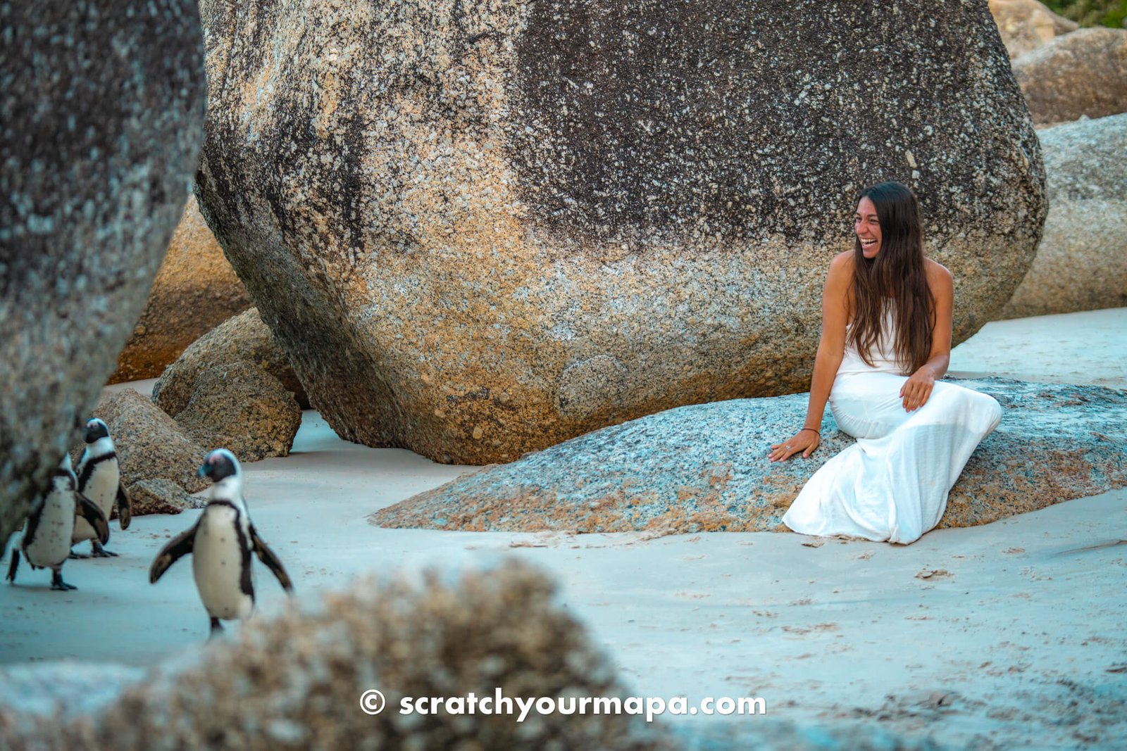 penguin beach in Cape Town, South Africa