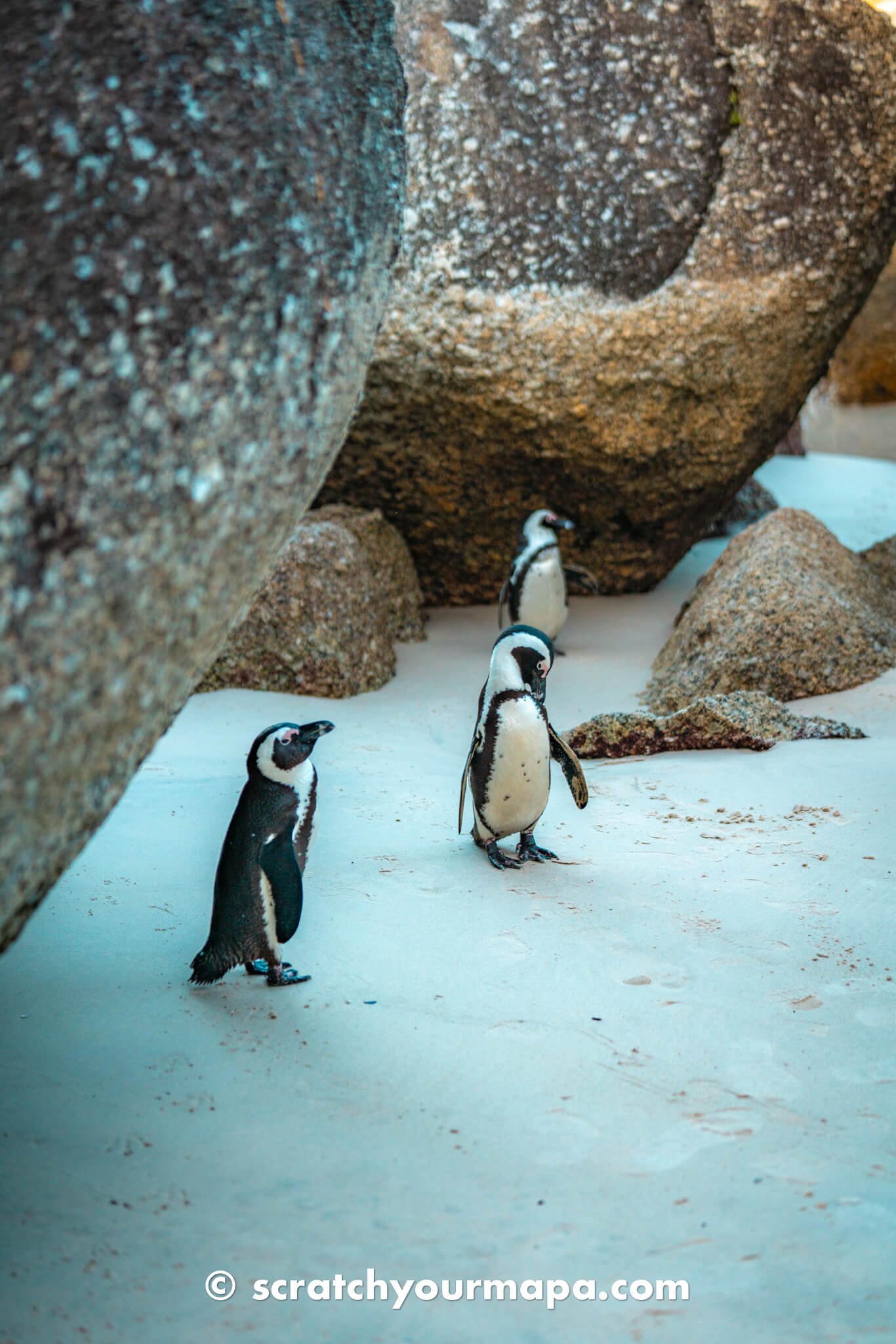 the penguin beach in Cape Town, South Africa