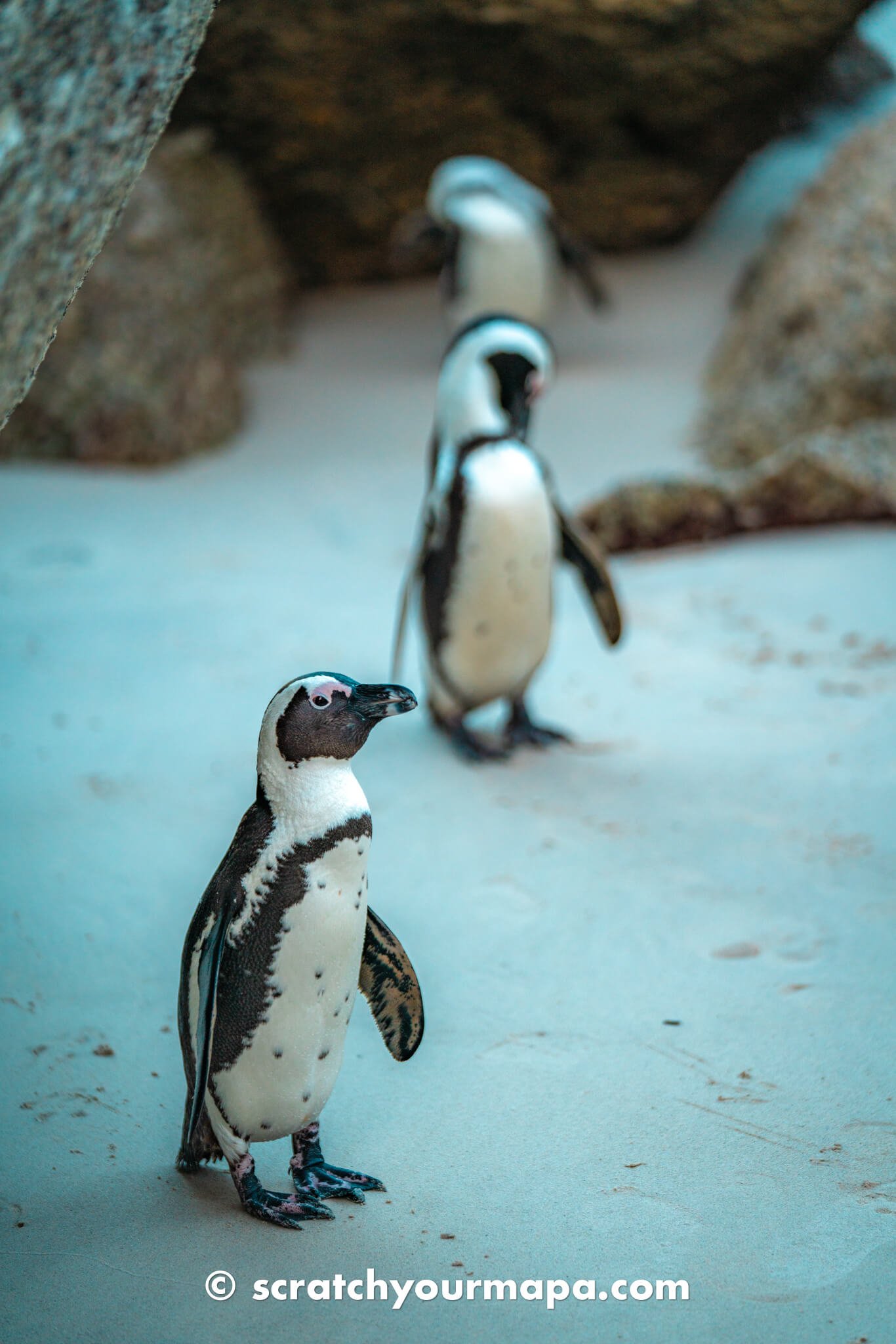 penguin beach in Cape Town