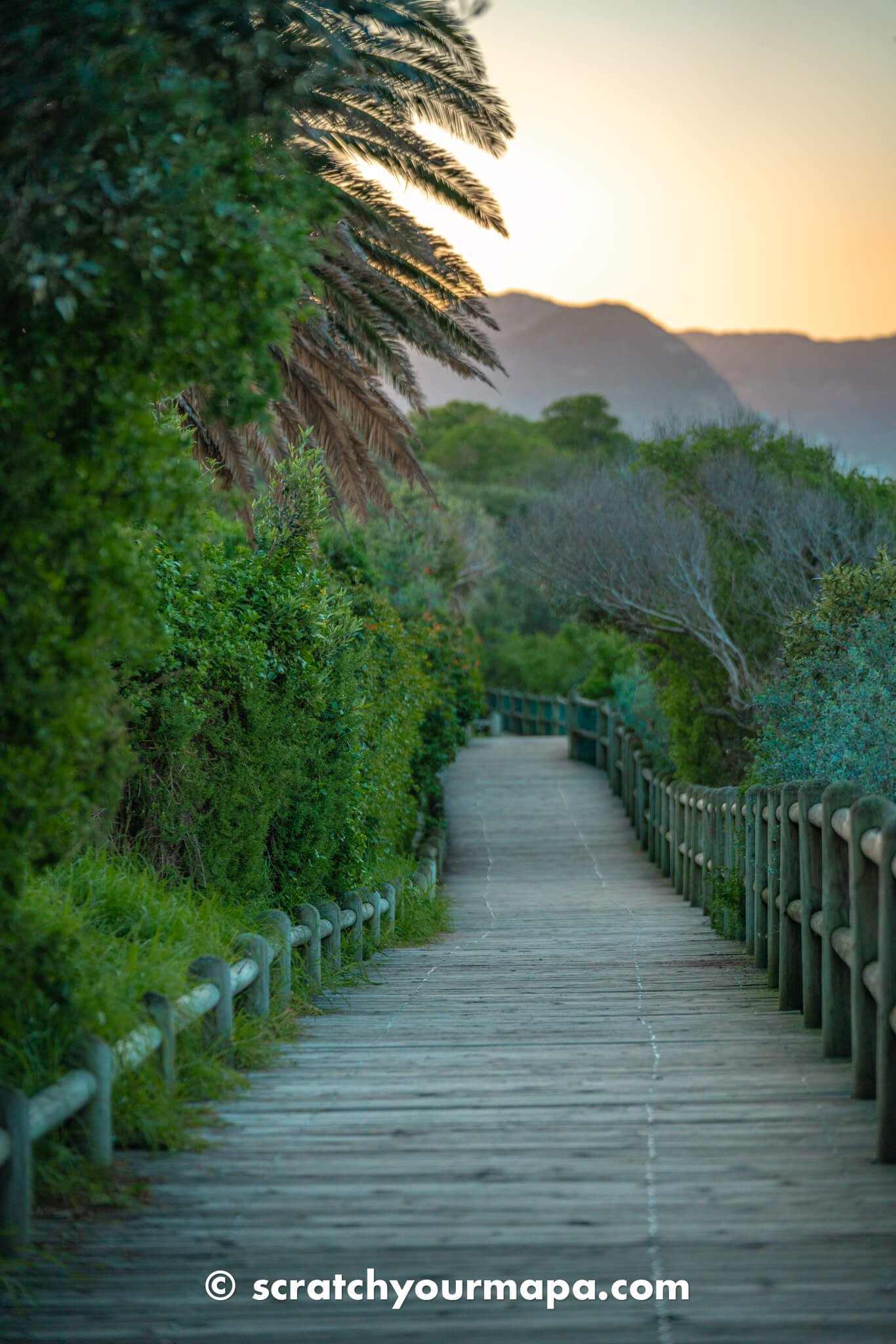 boardwalk of penguin beach in Cape Town travel guide