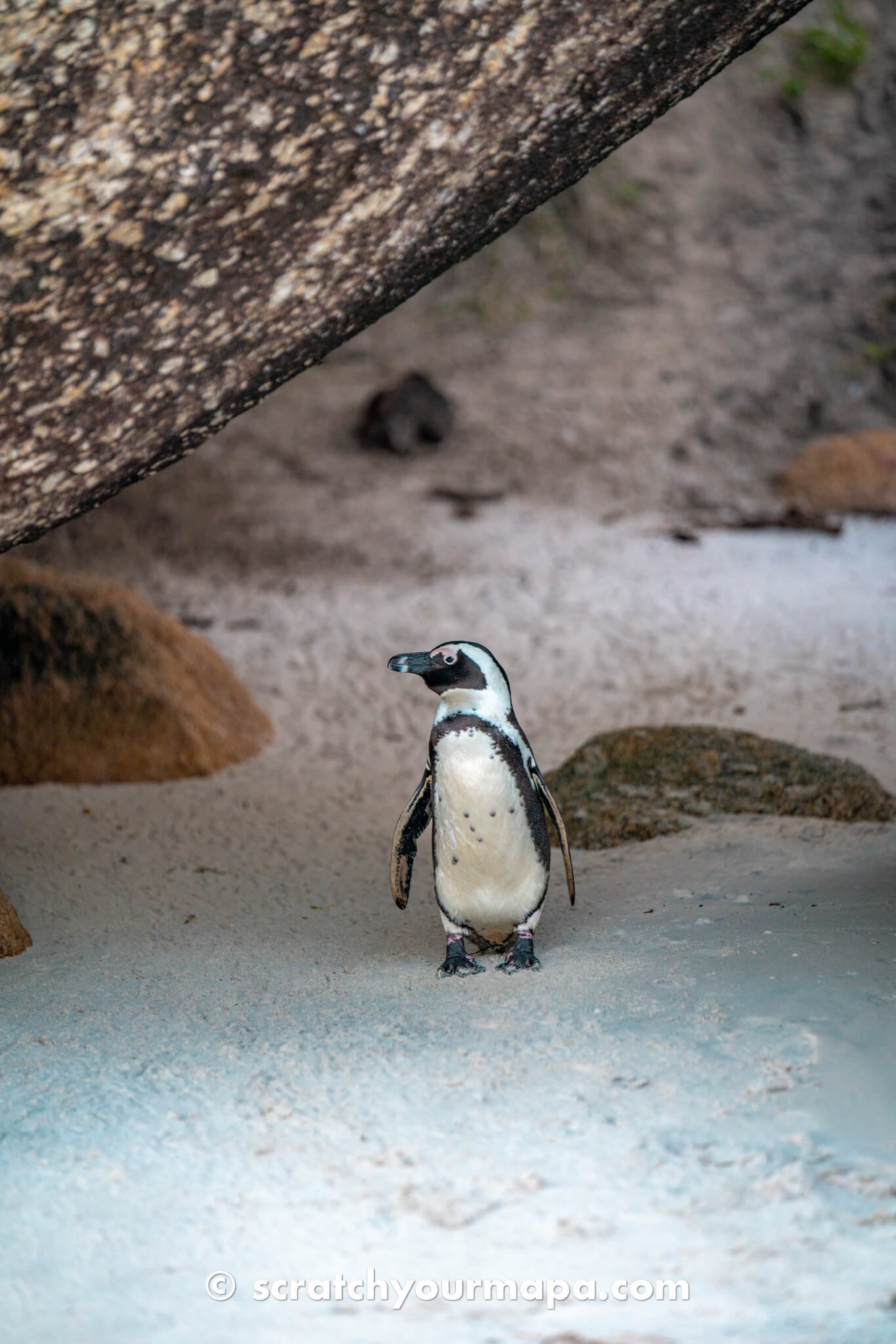 Boulders Beach - penguin beach in Cape Town travel guide