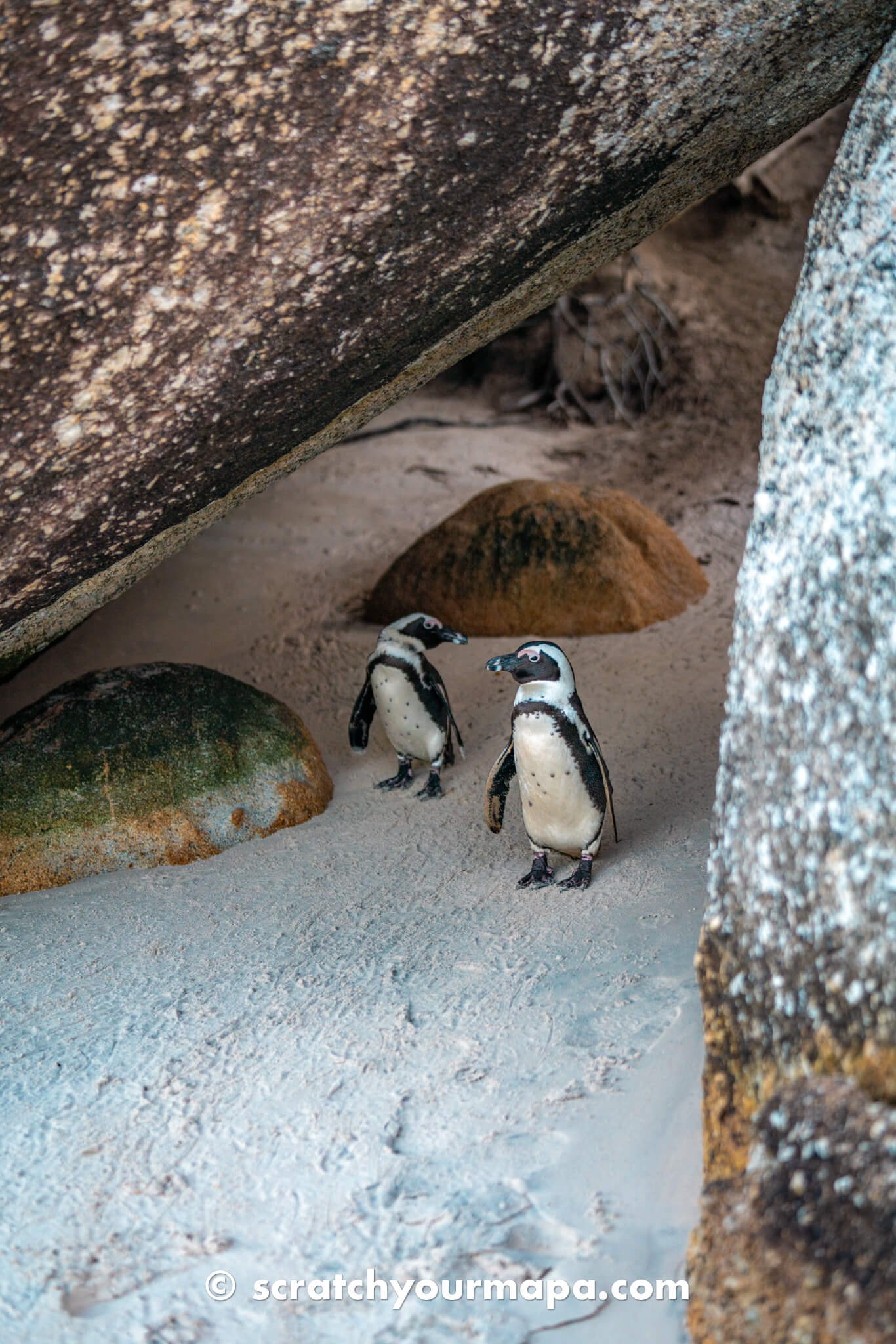 Boulders beach, best things to do in Cape Town, South Africa