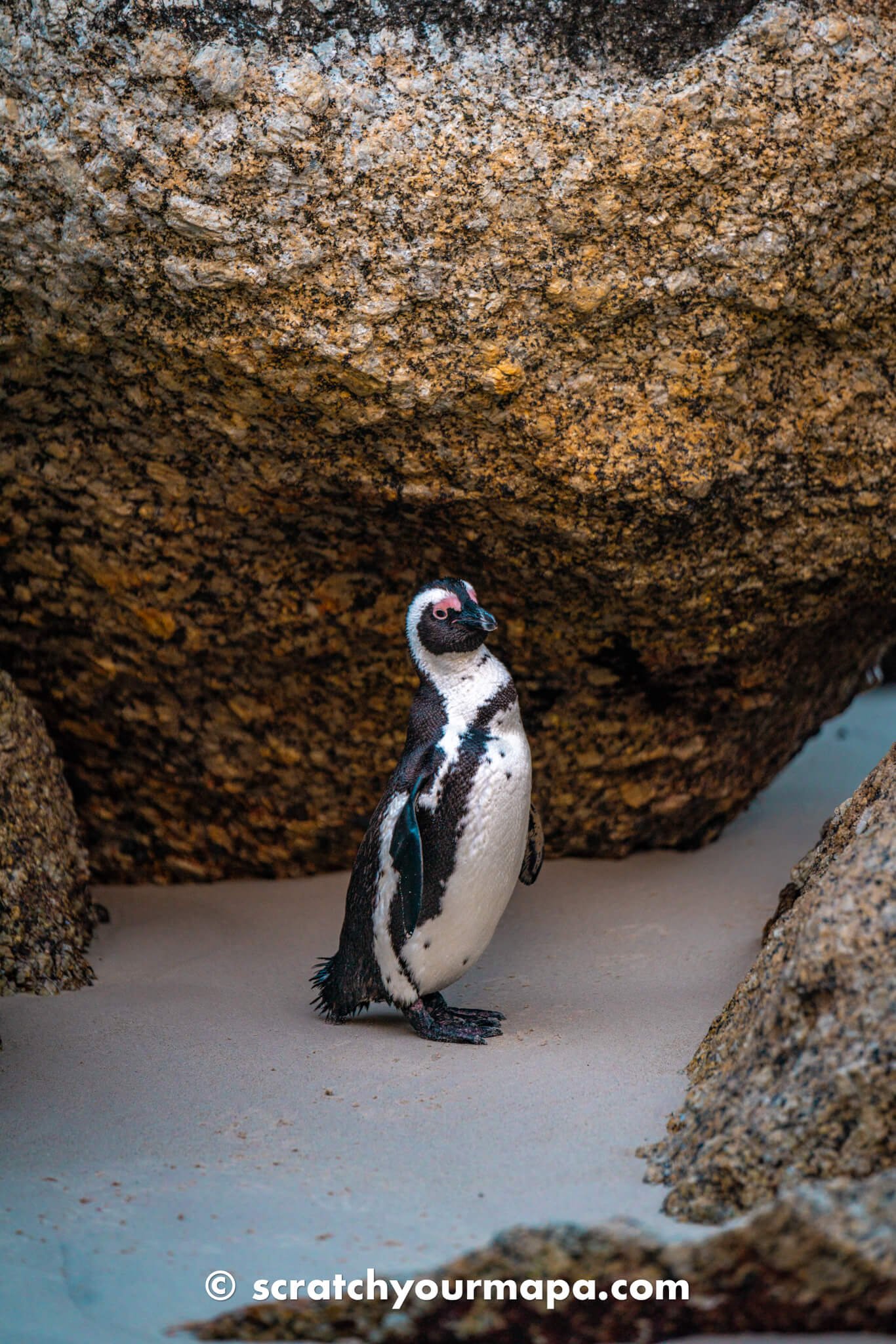 penguin beach in Cape Town, South Africa