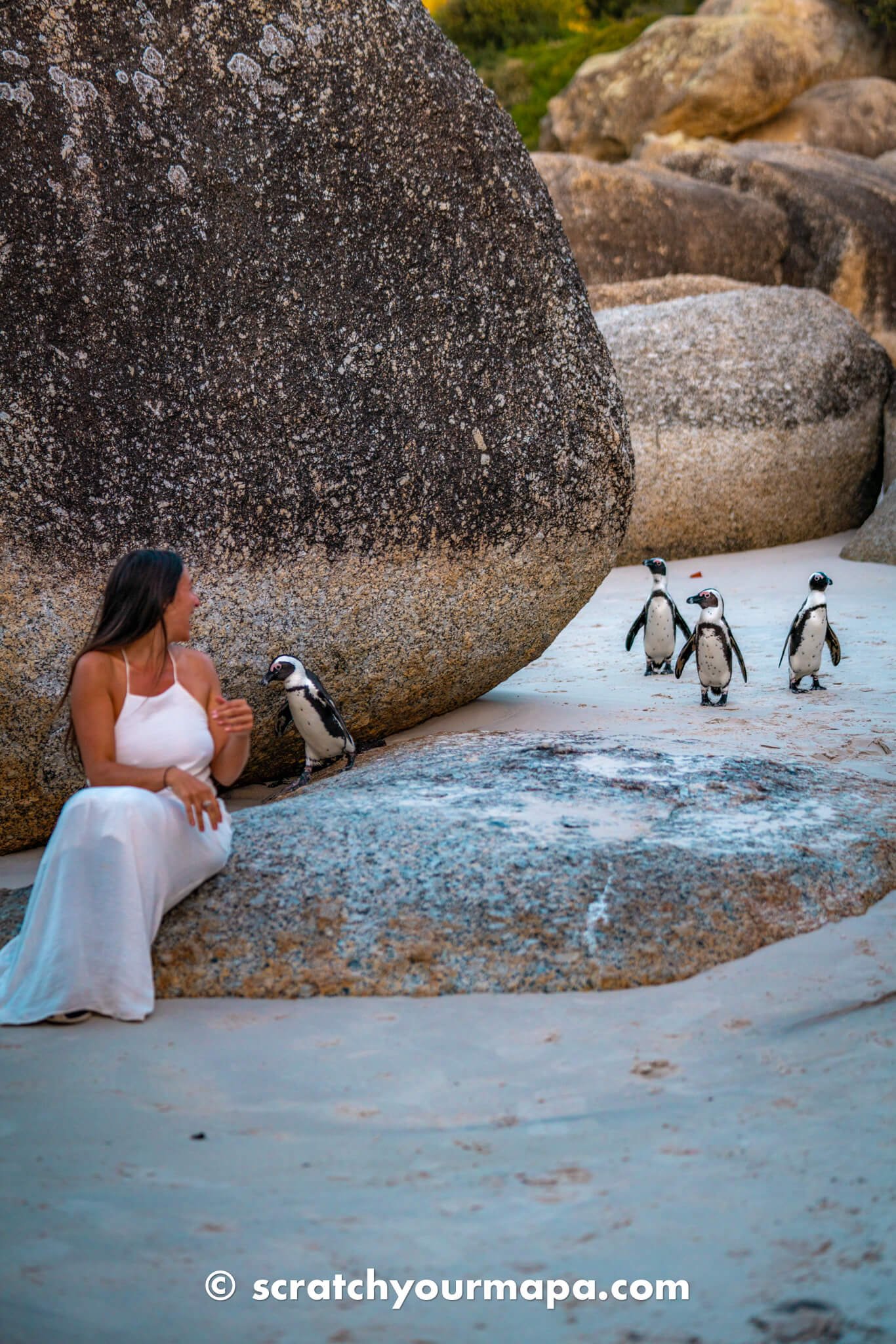 Boulders Beach - penguin beach in Cape Town travel guide