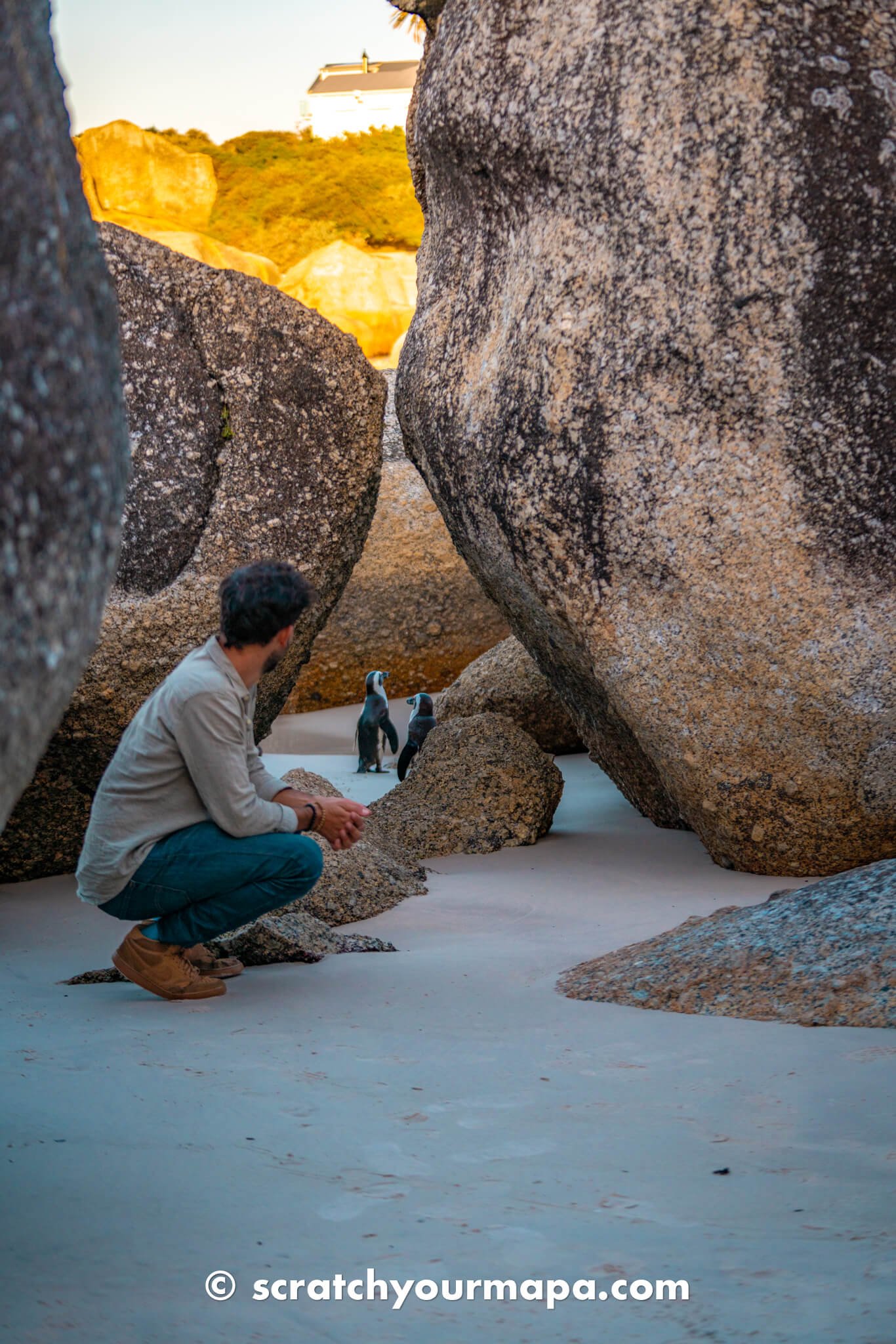 Boulders Beach - penguin beach in Cape Town travel guide