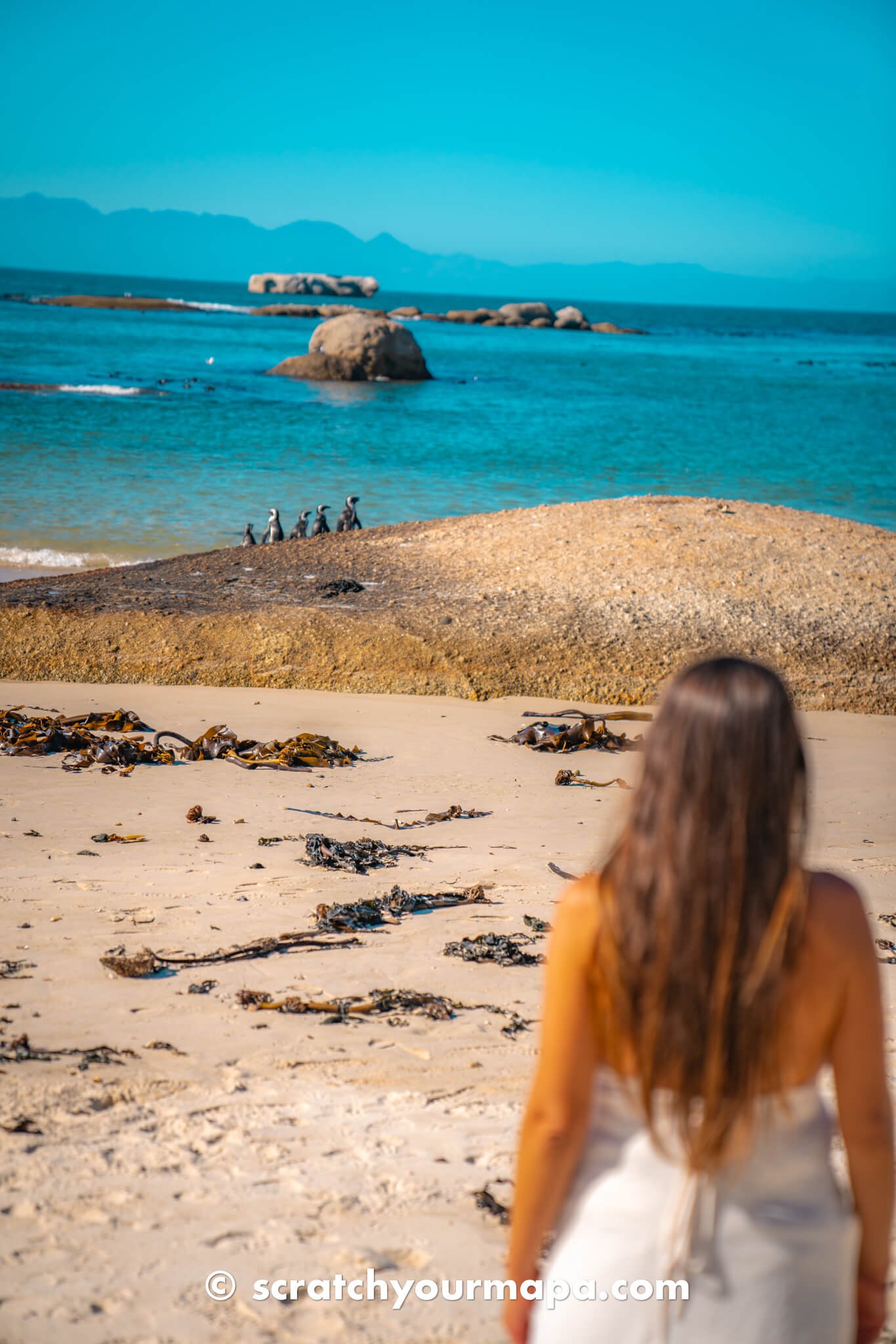 Boulders Beach - penguin beach in Cape Town travel guide