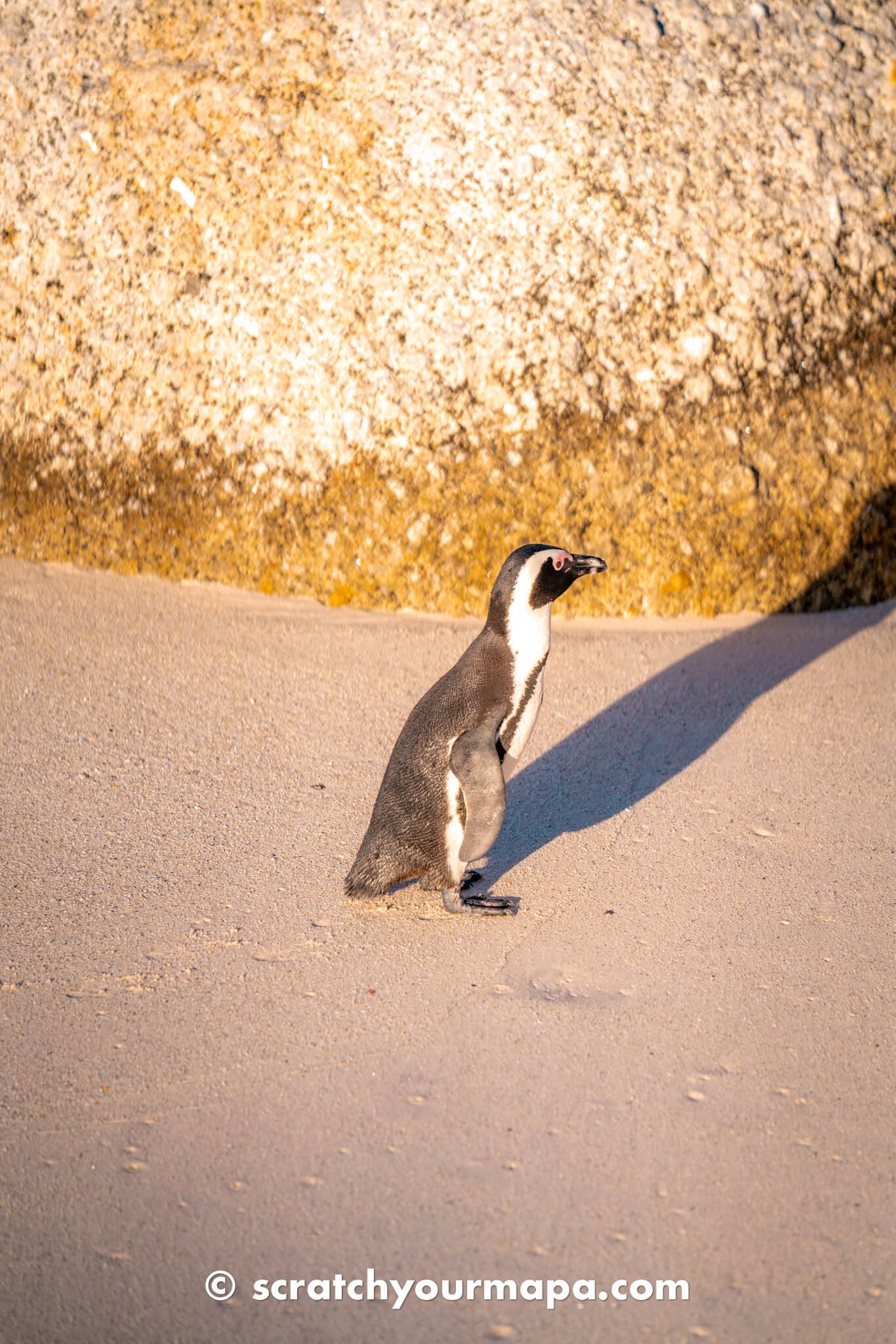 penguin beach in Cape Town