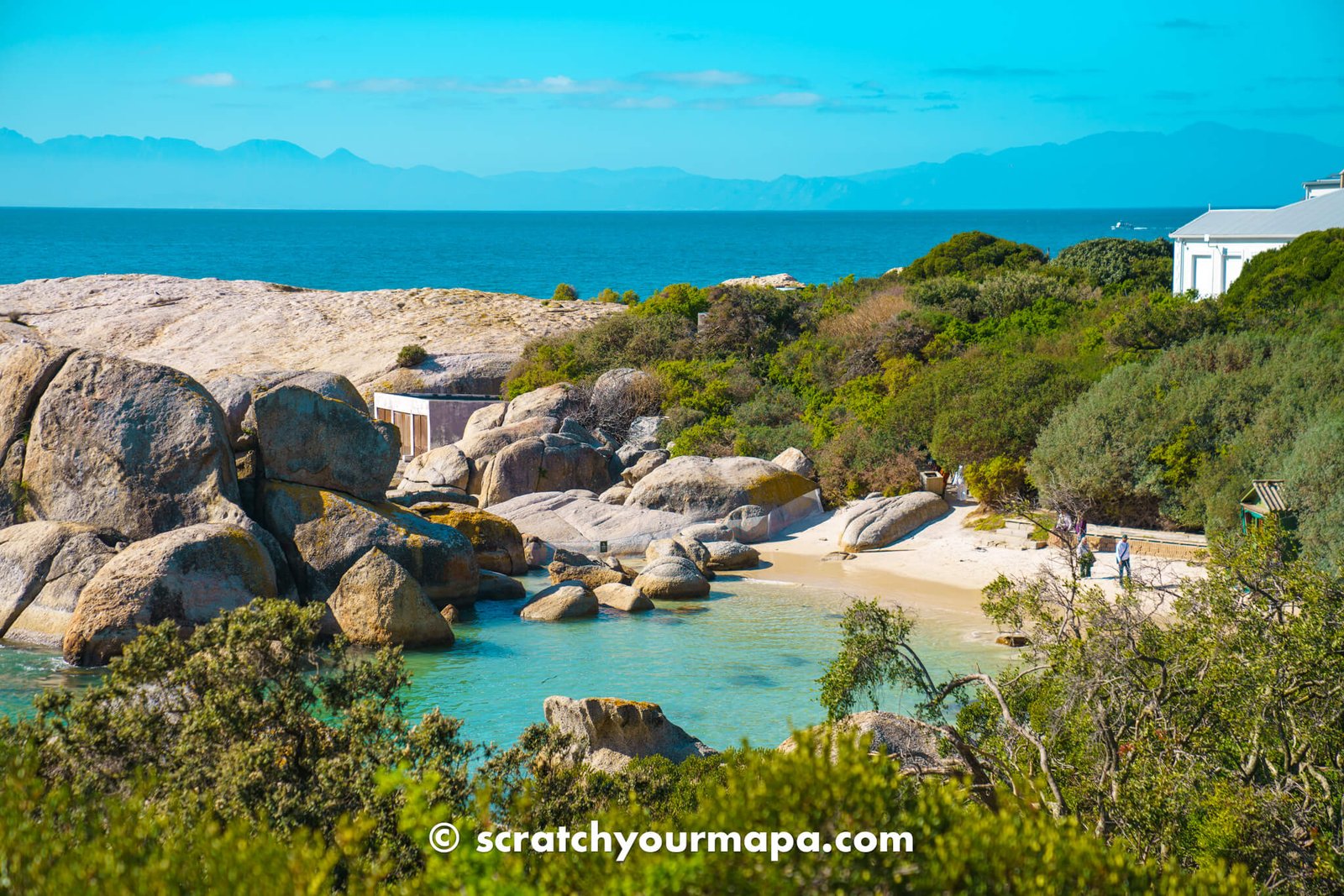 penguin beach in Cape Town