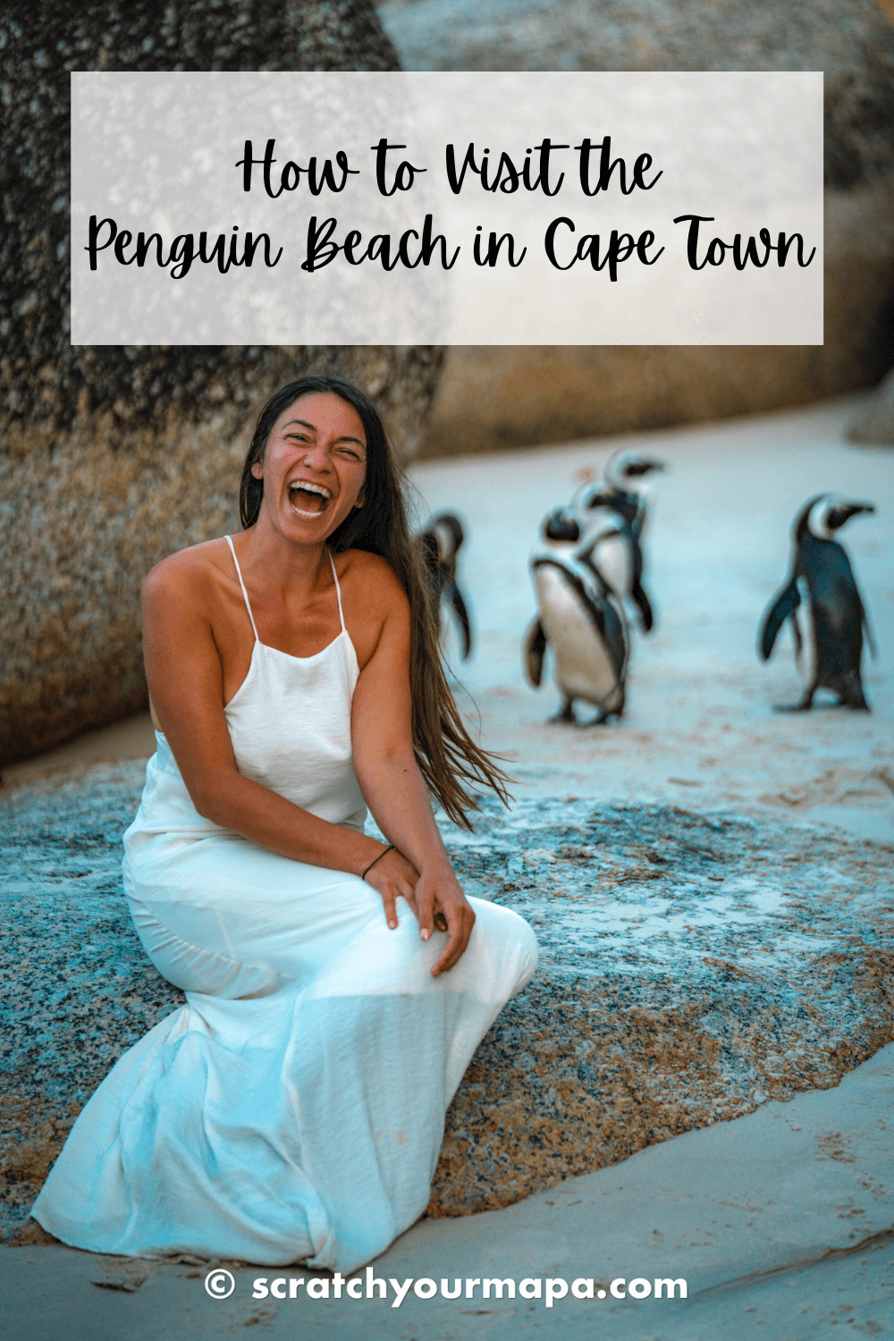 penguin beach in Cape Town travel guide