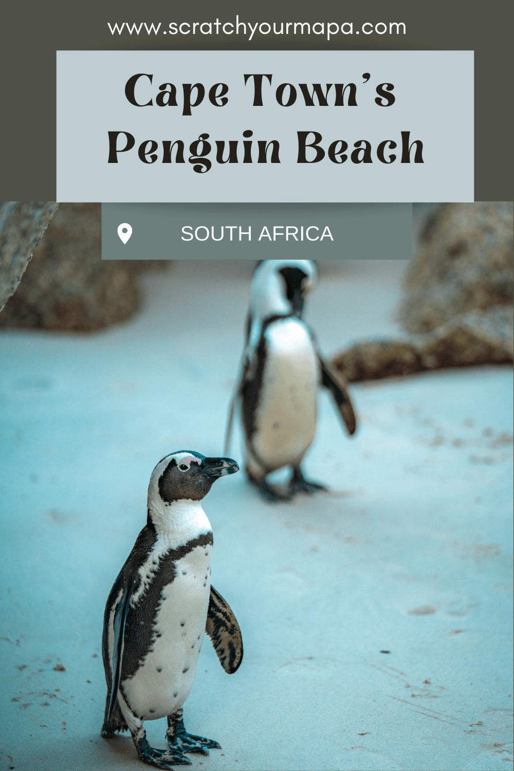 penguin beach in Cape Town travel guide