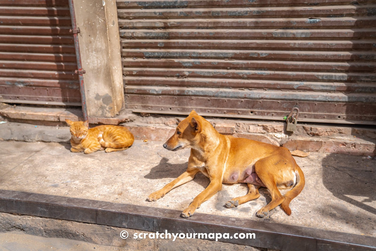 dogs in Cairo, Egypt