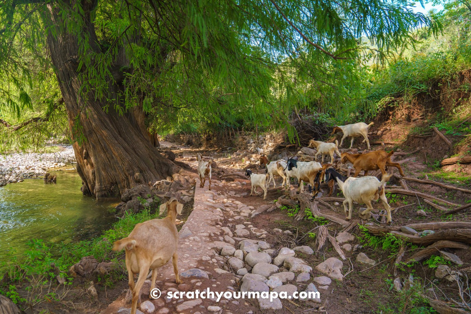 goats at El Aguacate waterfall in Puebla