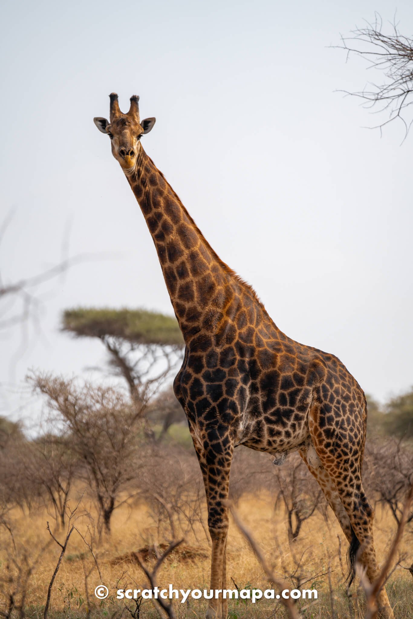 things to do in Eswatini - safari experiences