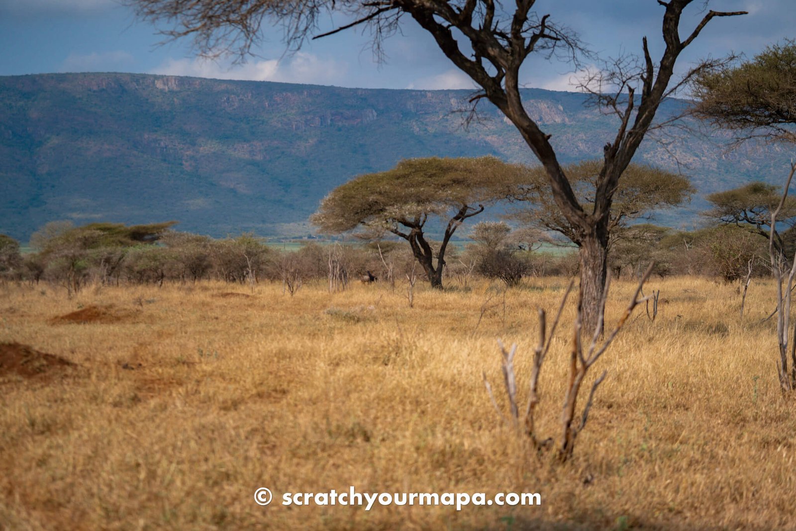 first time safari tips 