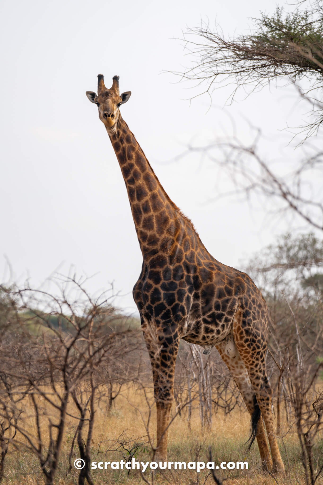 the best game reserves in Eswatini