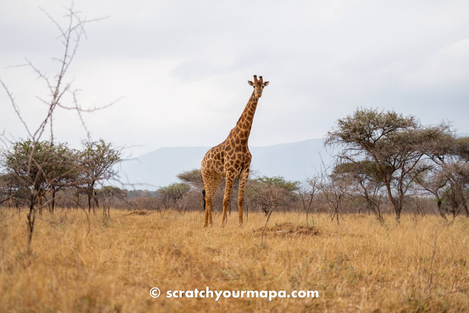 first time safari tips - photography
