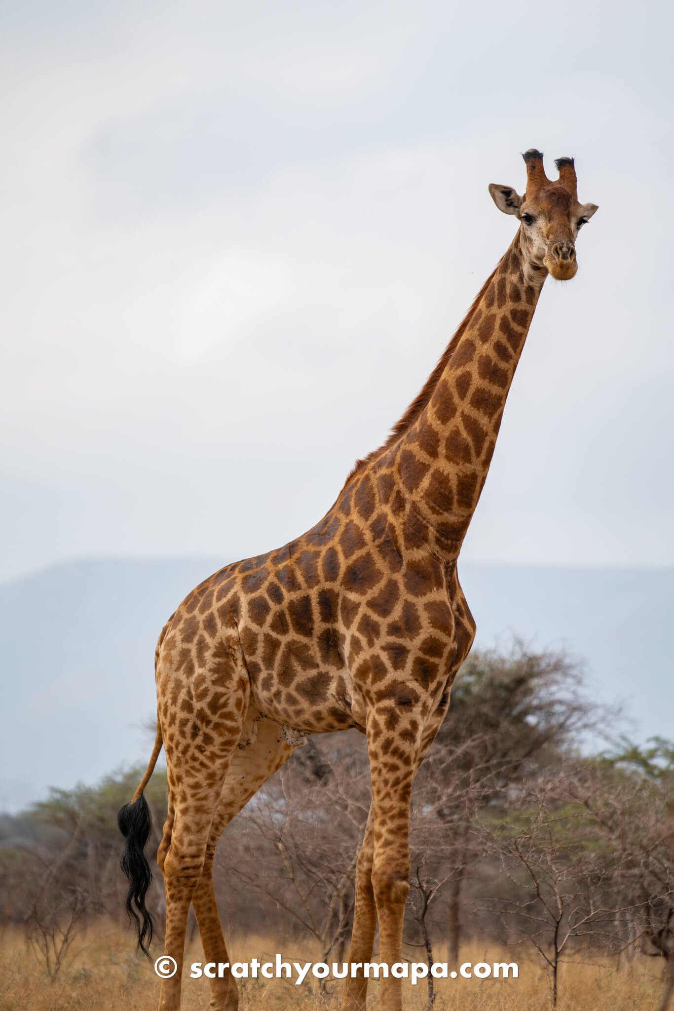 KaMsholo Bushveld Safaris - the best game reserves in Eswatini
