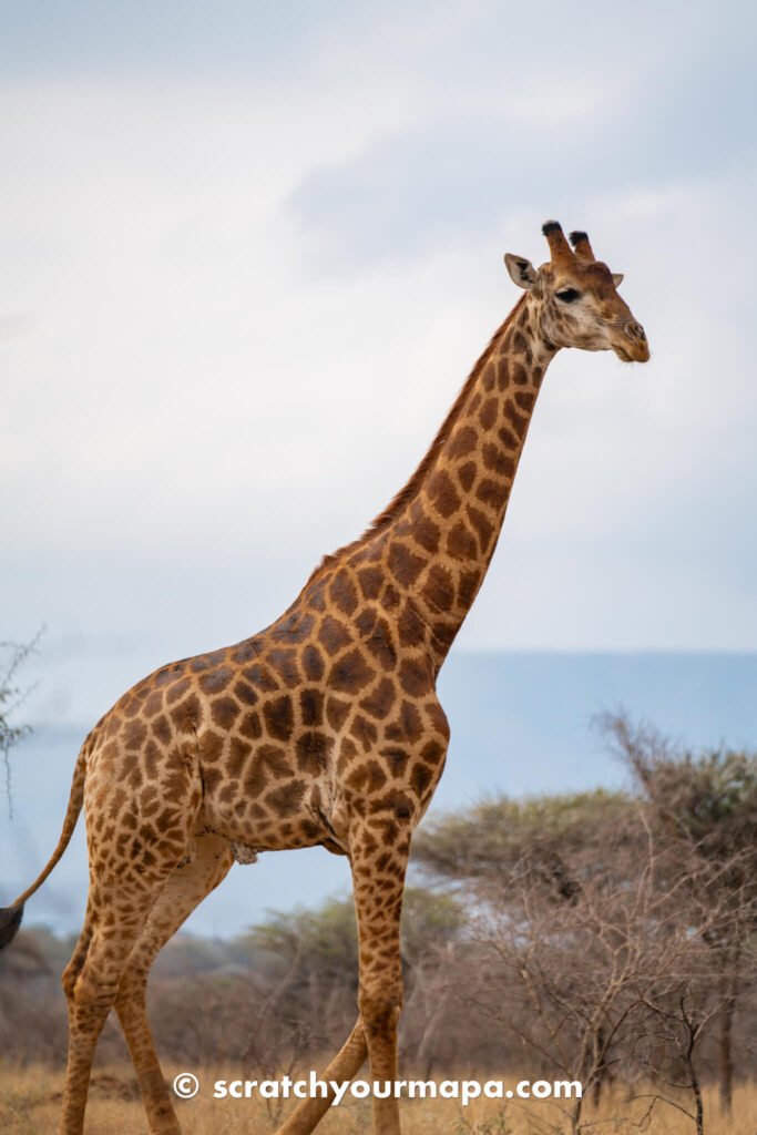 giraffe walk in Eswatini (travel alternatives)