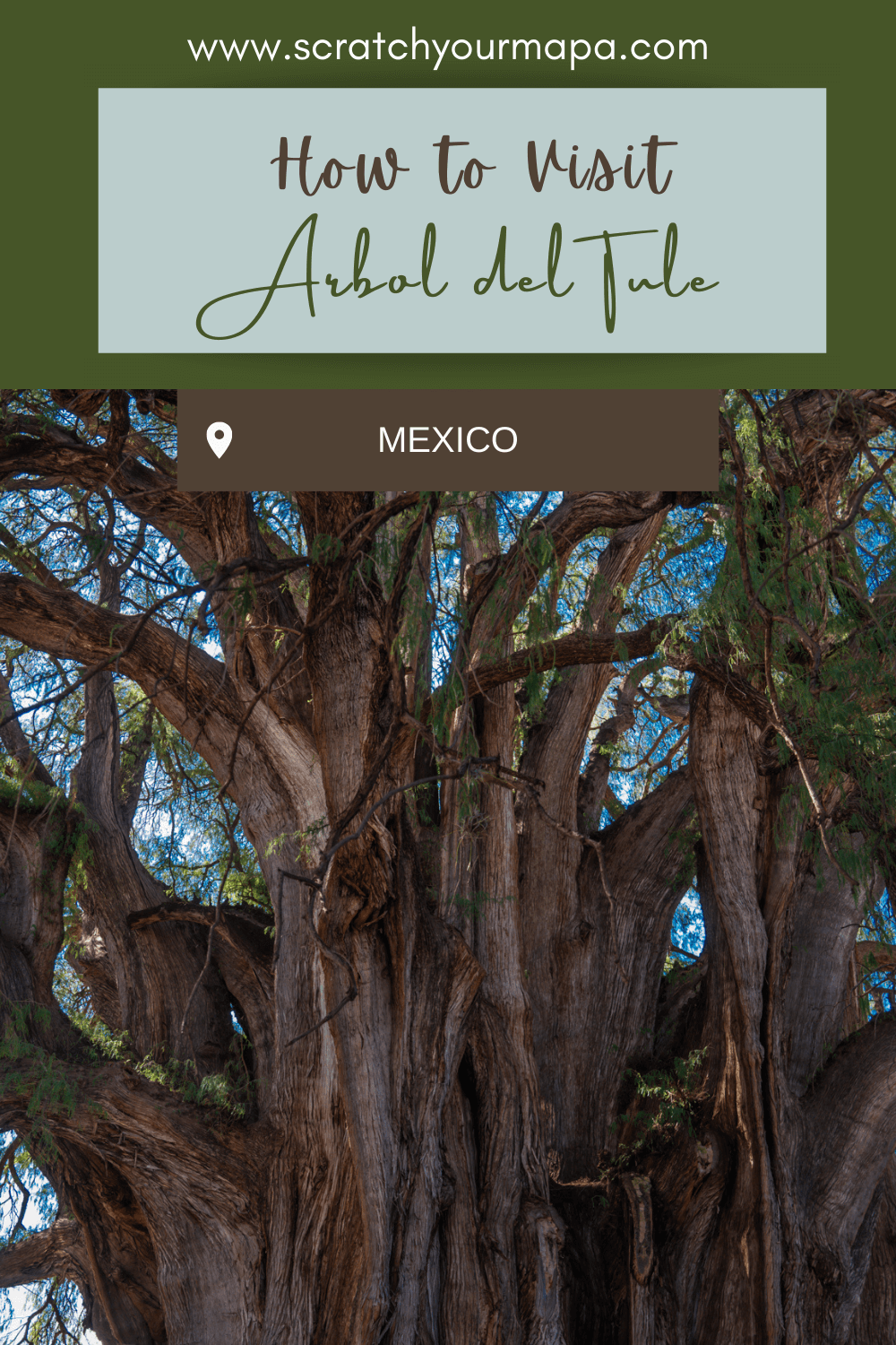 Visiting el Arbol del Tule, Oaxaca pin